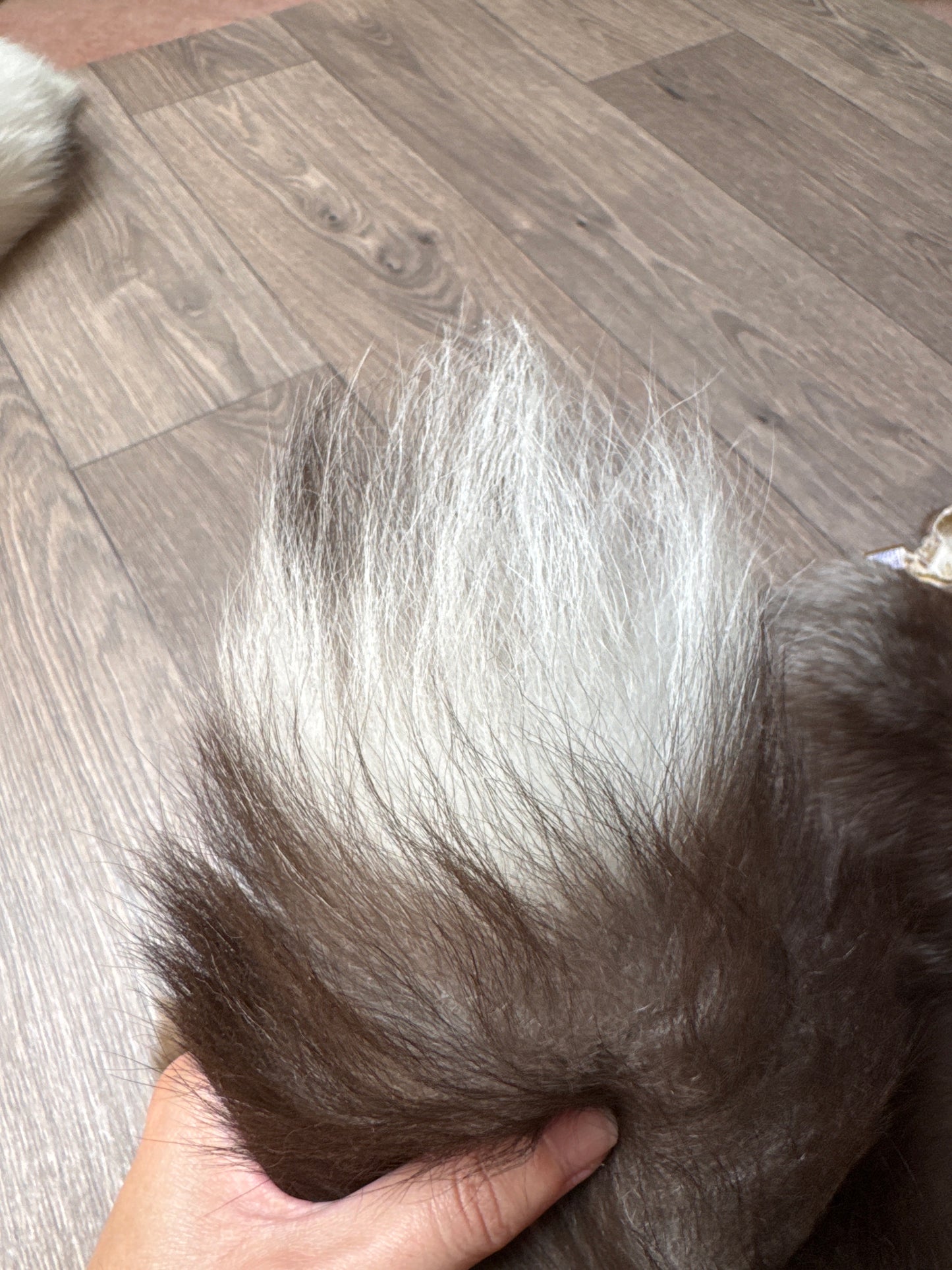 Male Polish Pastel mountable pelt (tag 25)