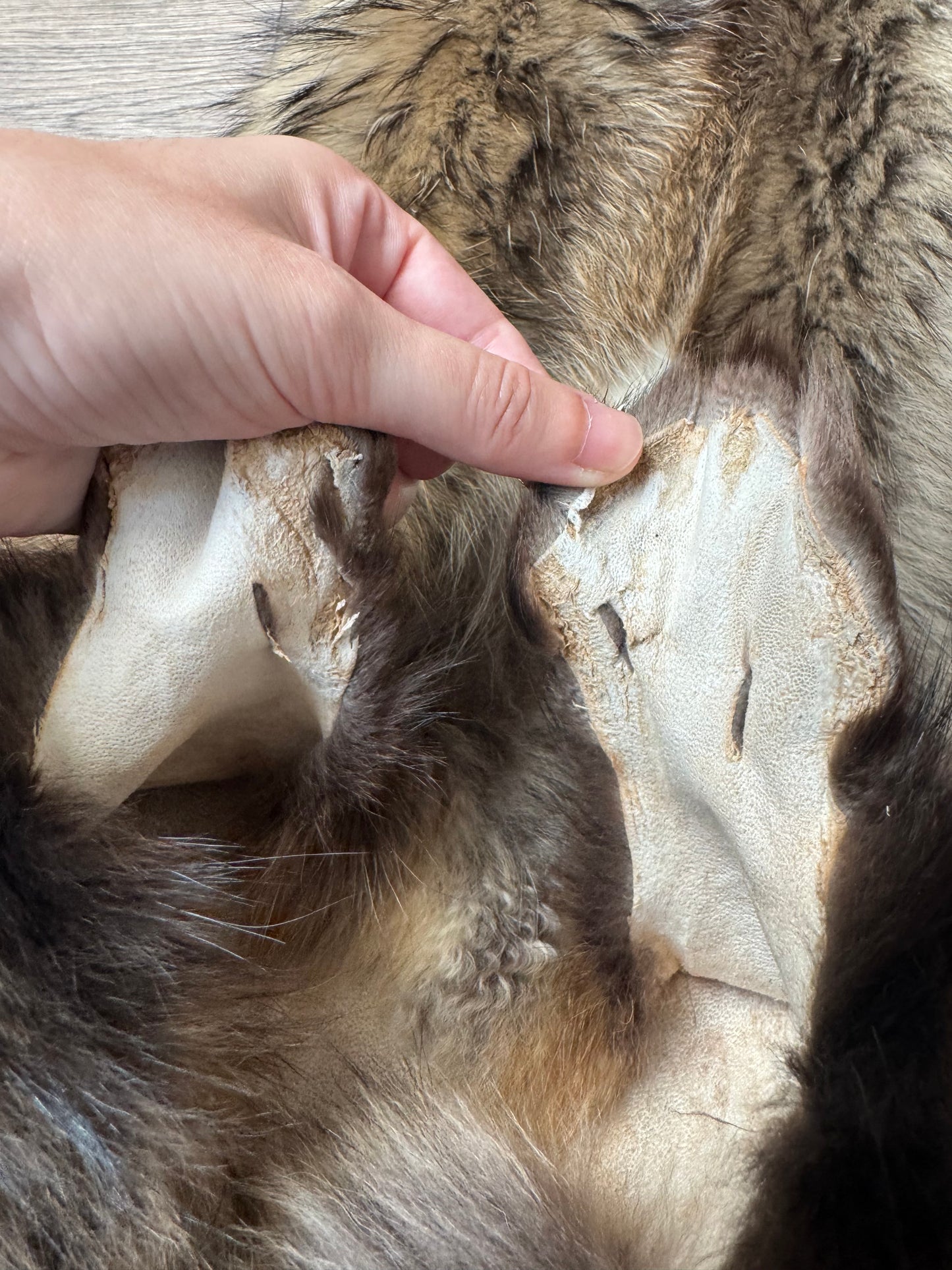 Tanuki pelt (1)