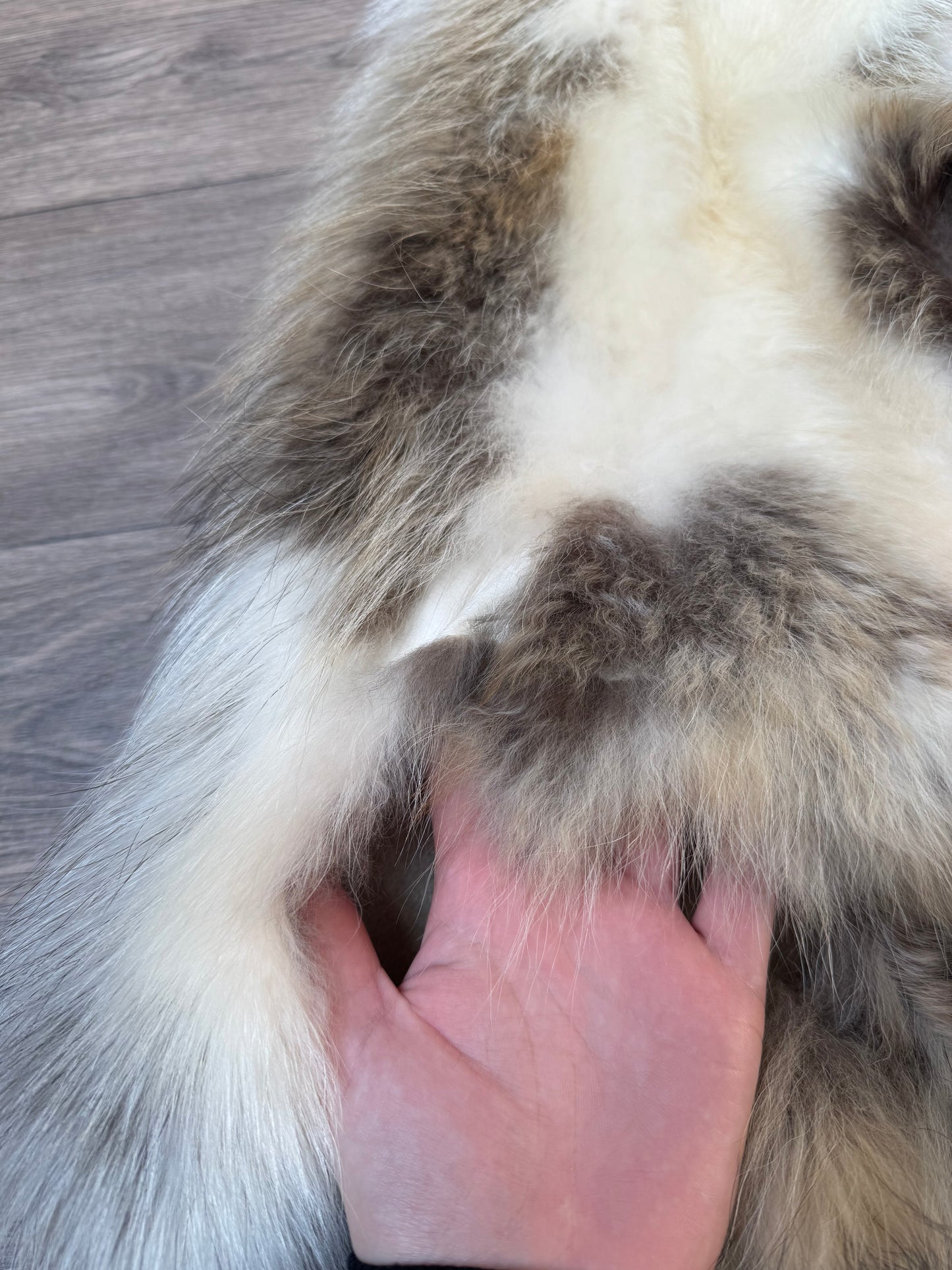 Marble tanuki pelt (8)