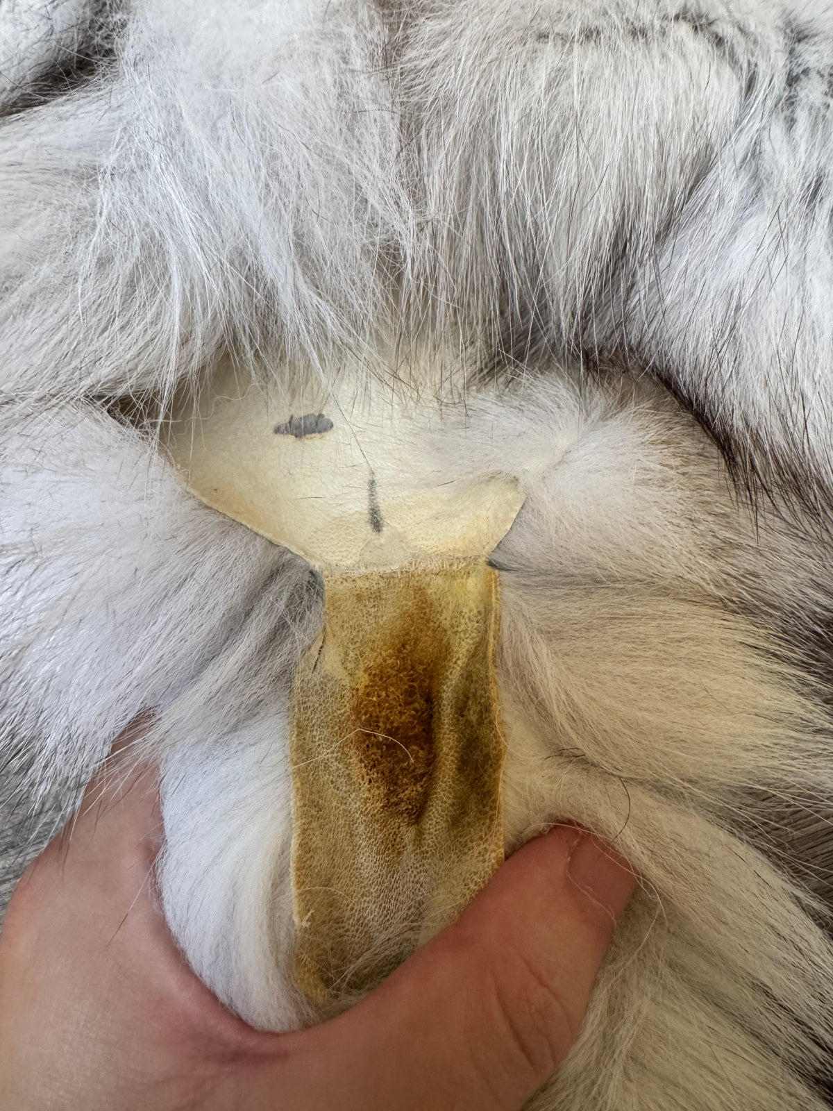 Blue fox pelt (2)