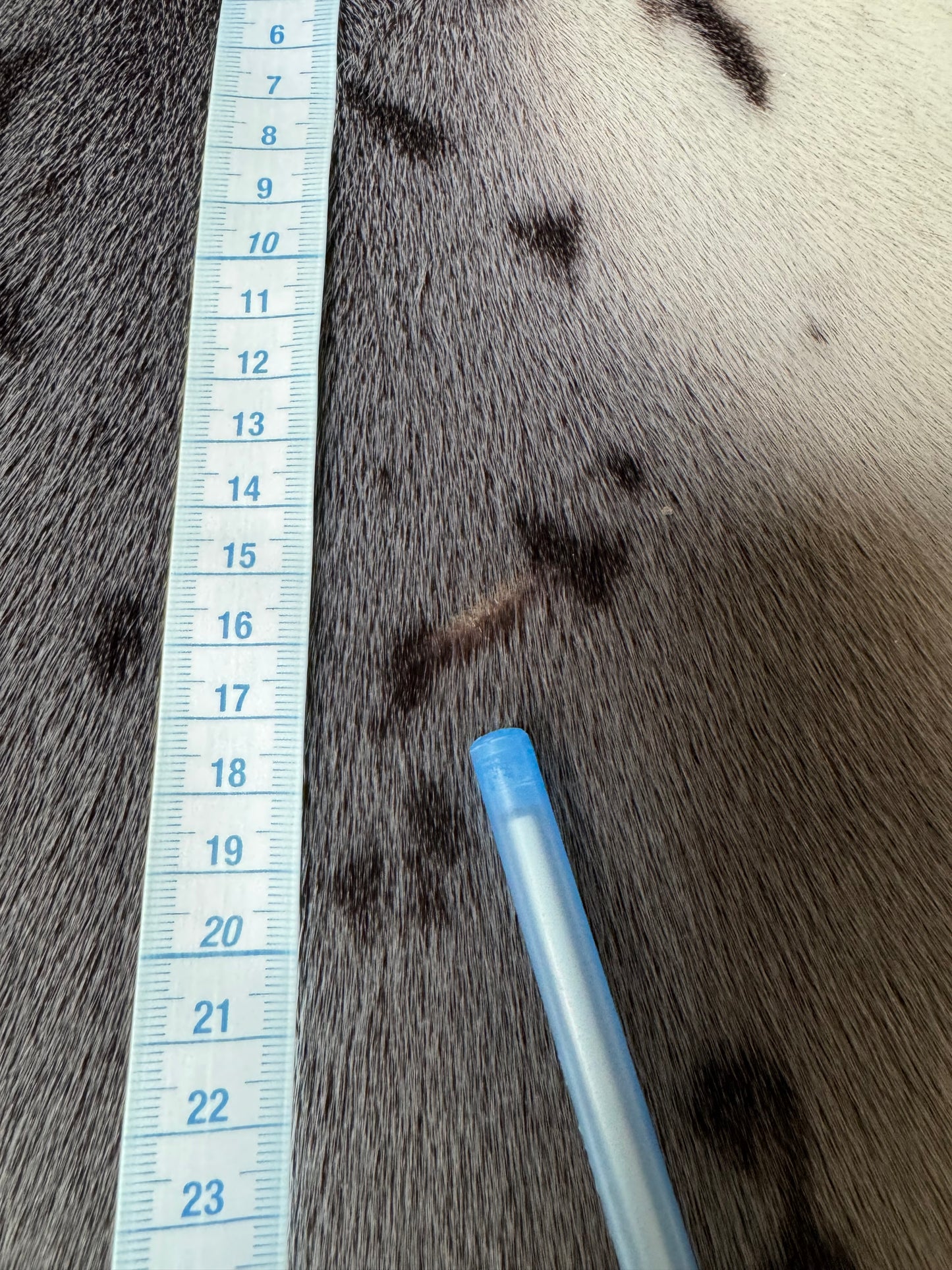 Harp seal skin (7)