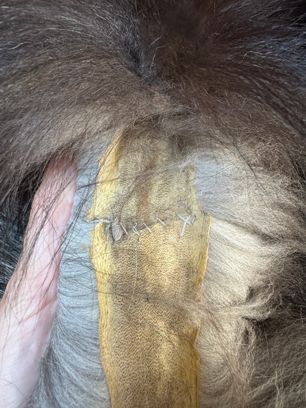 Silver fox pelt (26)