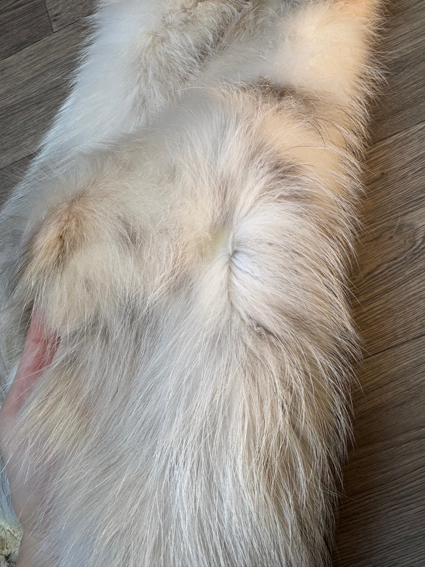 Marble tanuki pelt (17)