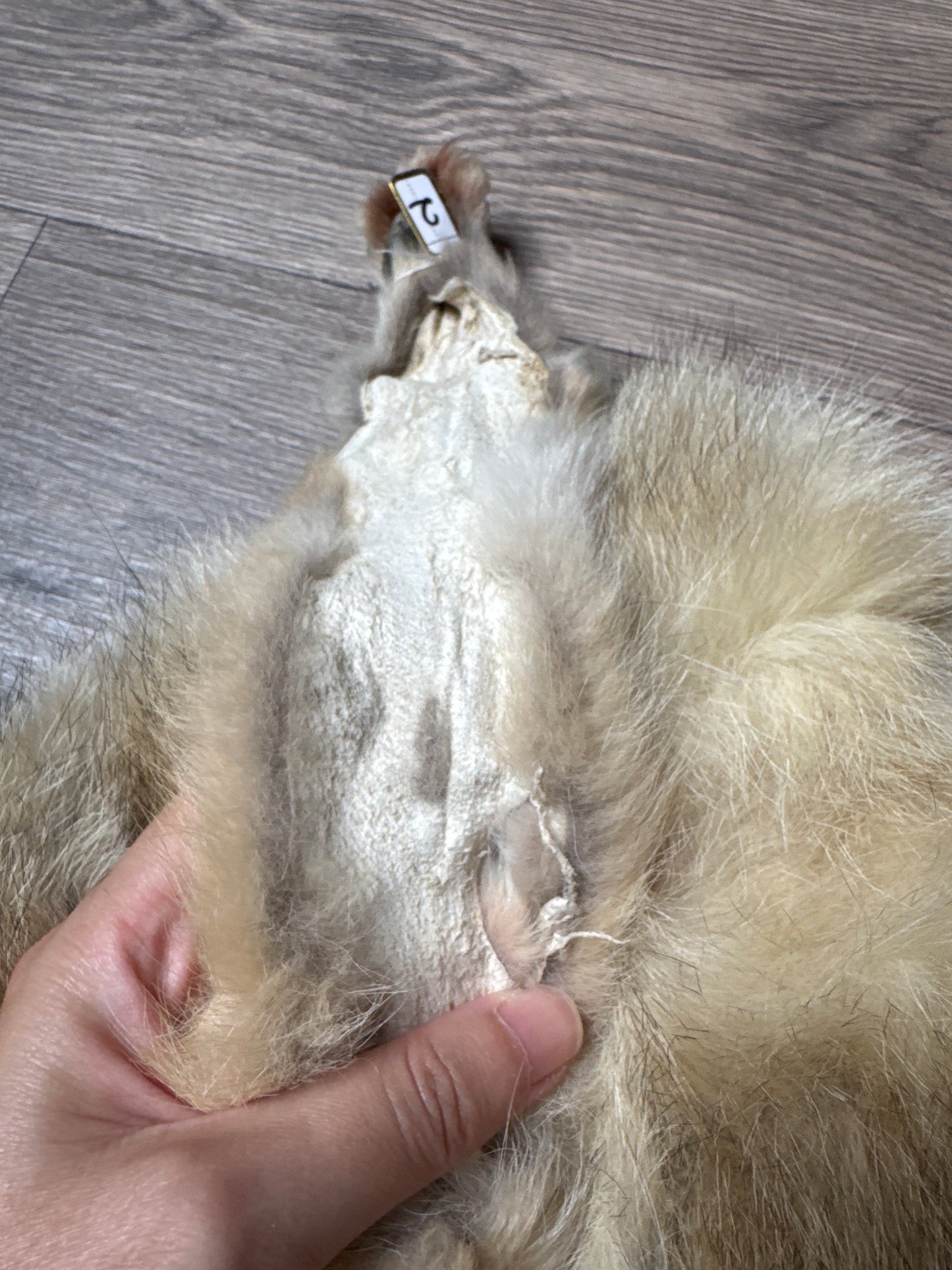 Male coyote mountable pelt (2)