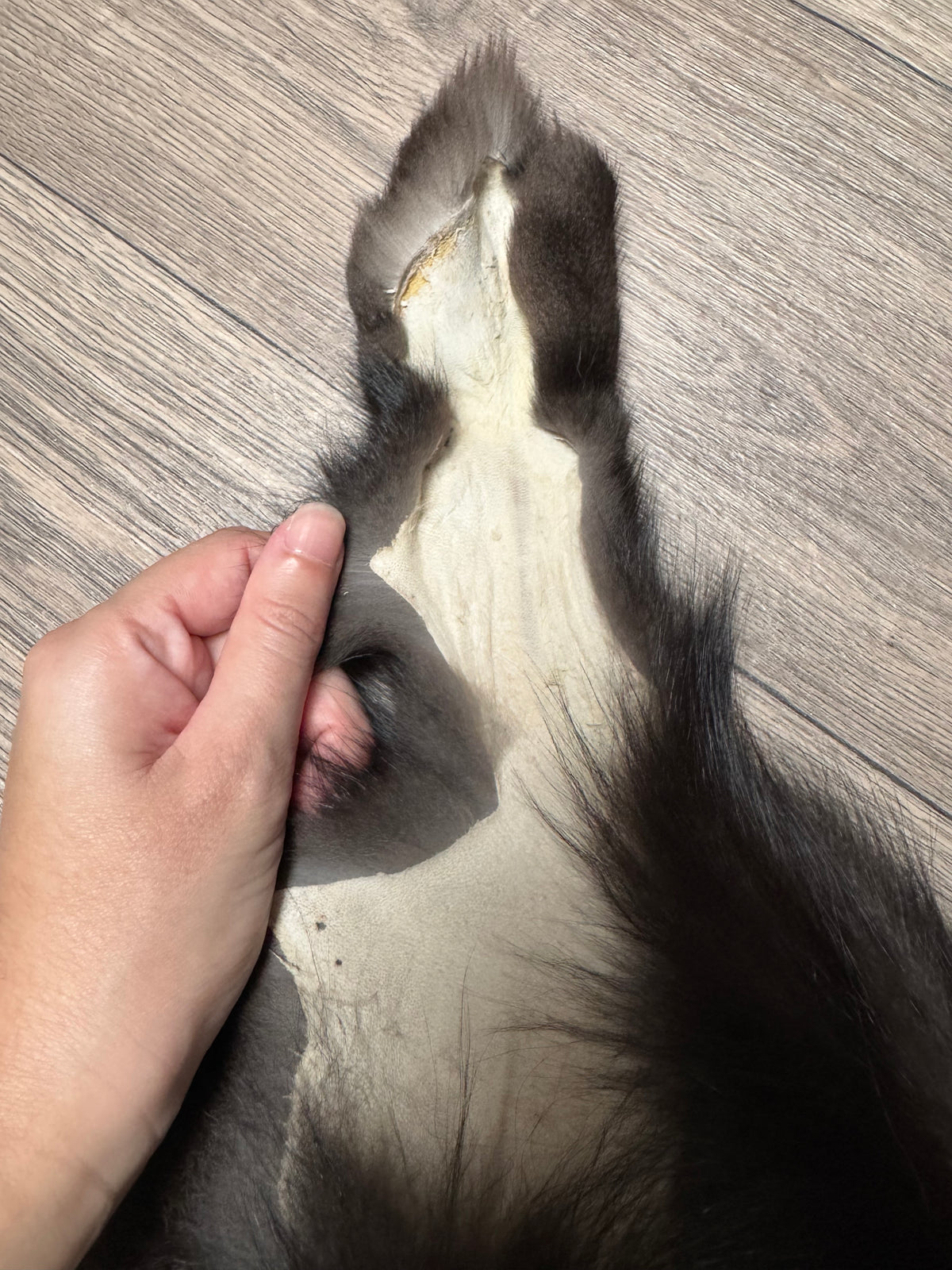 Silver fox pelt (23)