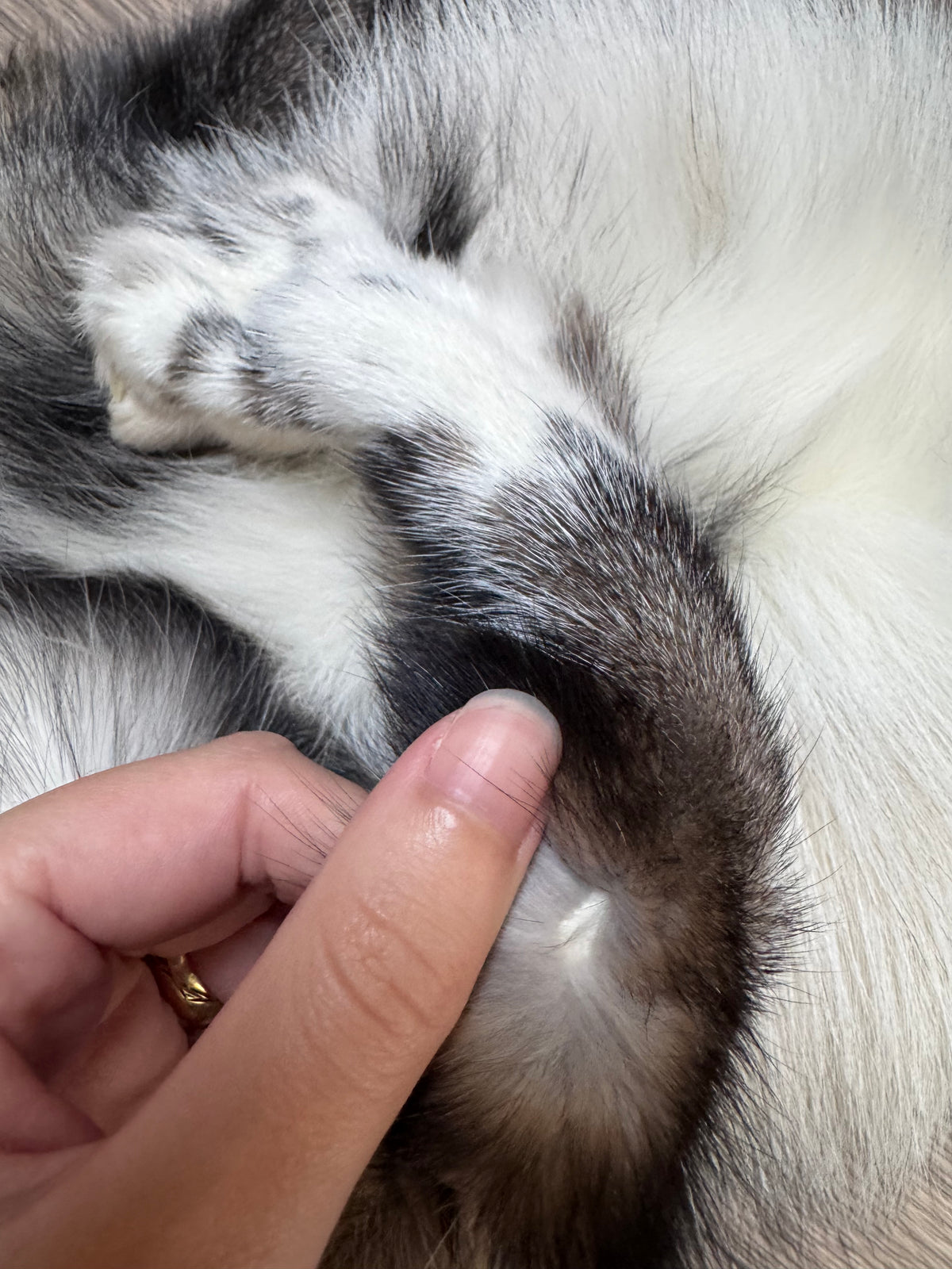 Female Smokey Ringneck fox mountable pelt (tag 93)