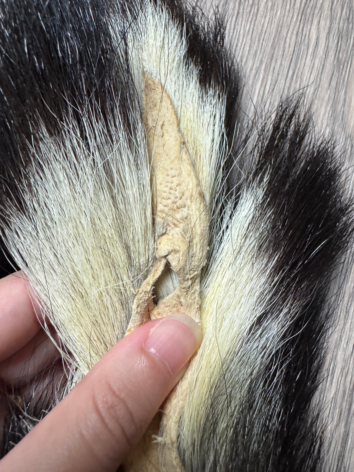 Skunk pelt (7)