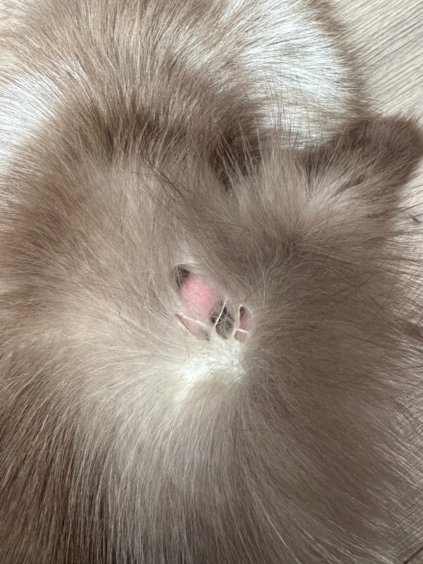 Polish Pastel fox pelt (19)