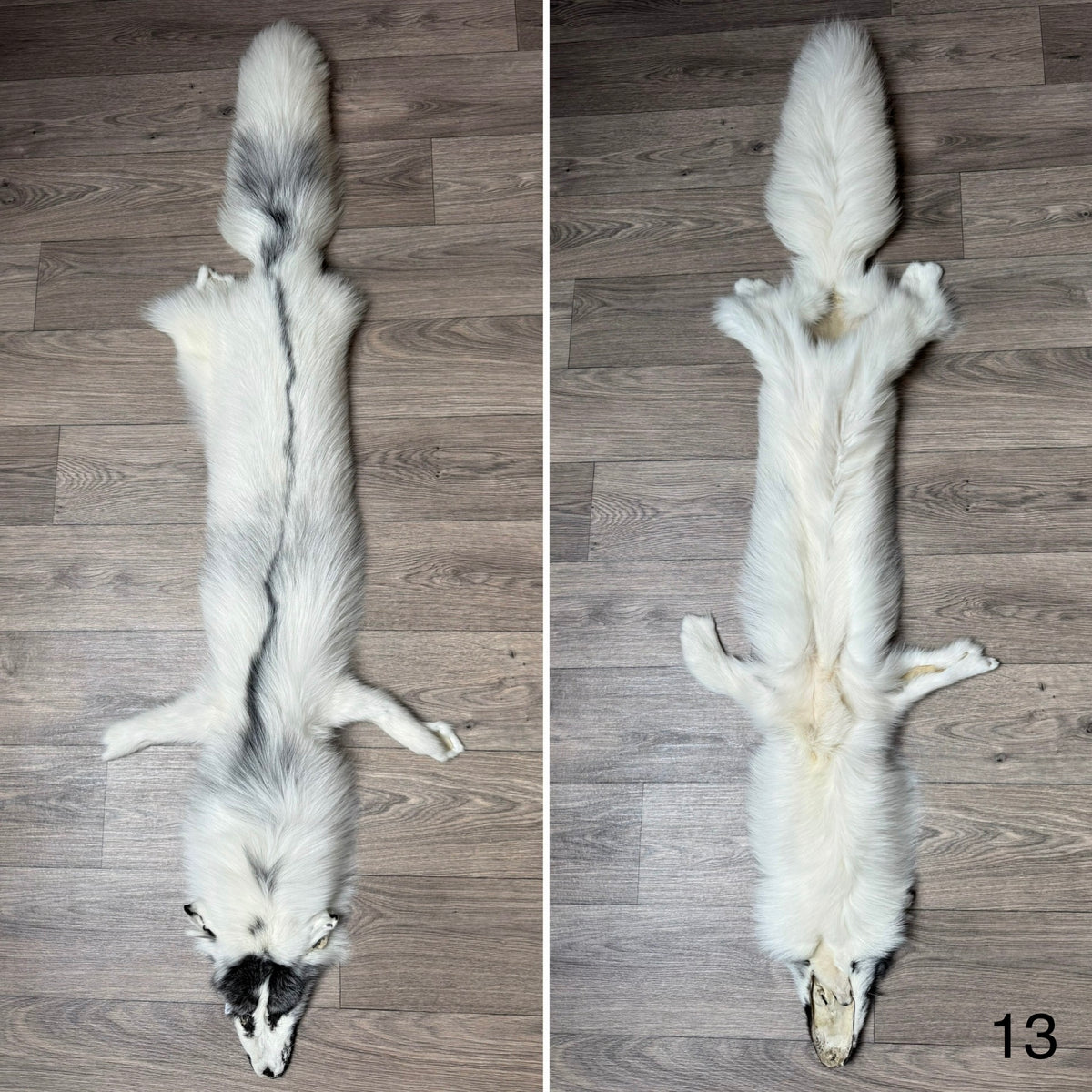 Arctic Marble fox pelt (13)
