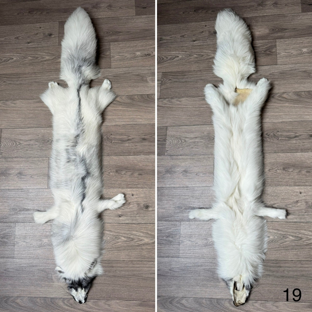 Arctic Marble fox pelt (19)