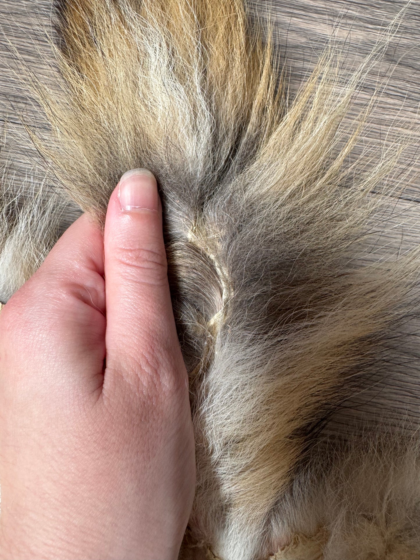 Coyote pelt (10)