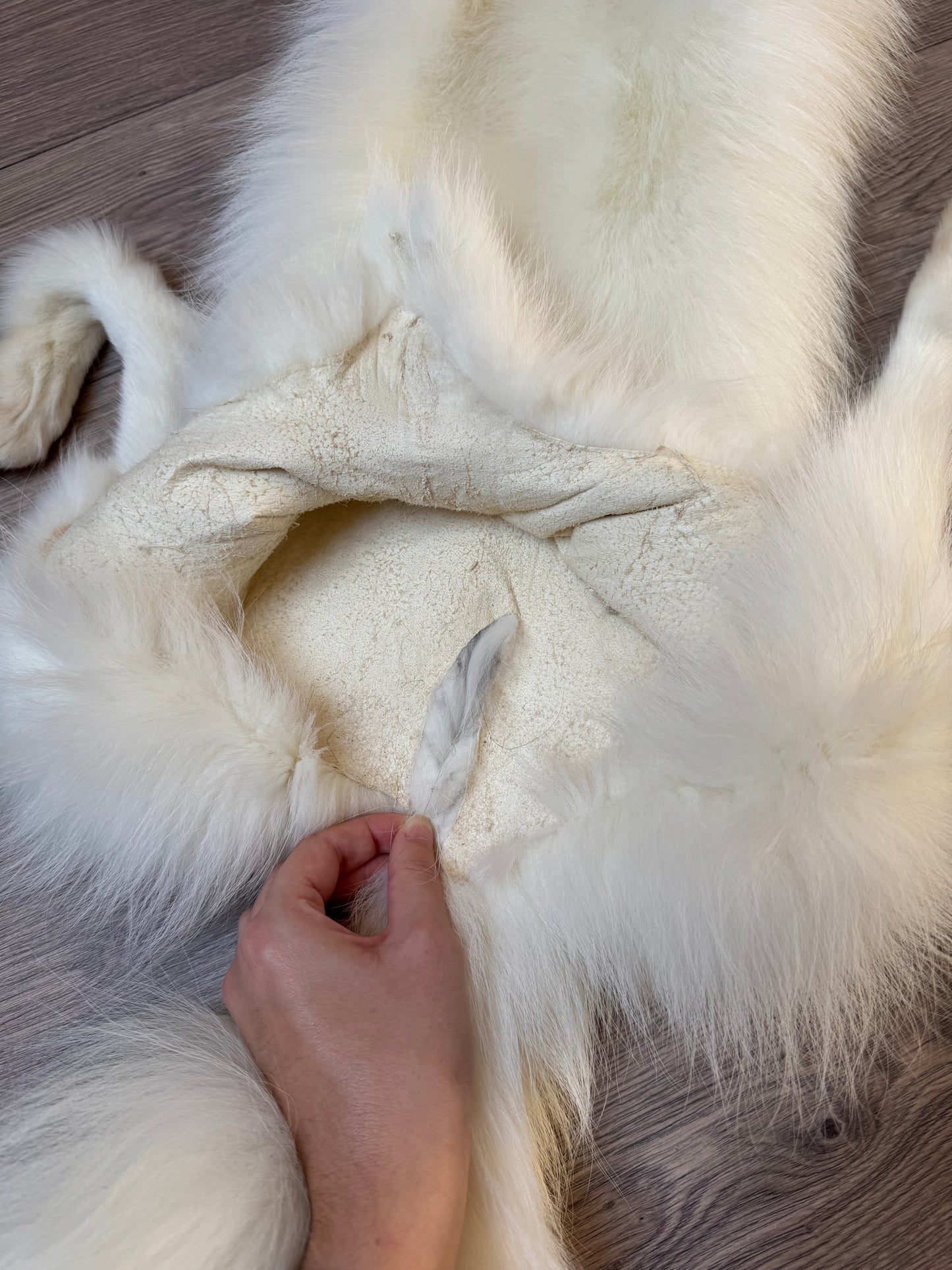 Male Sun Glow fox mountable pelt (tag 58)