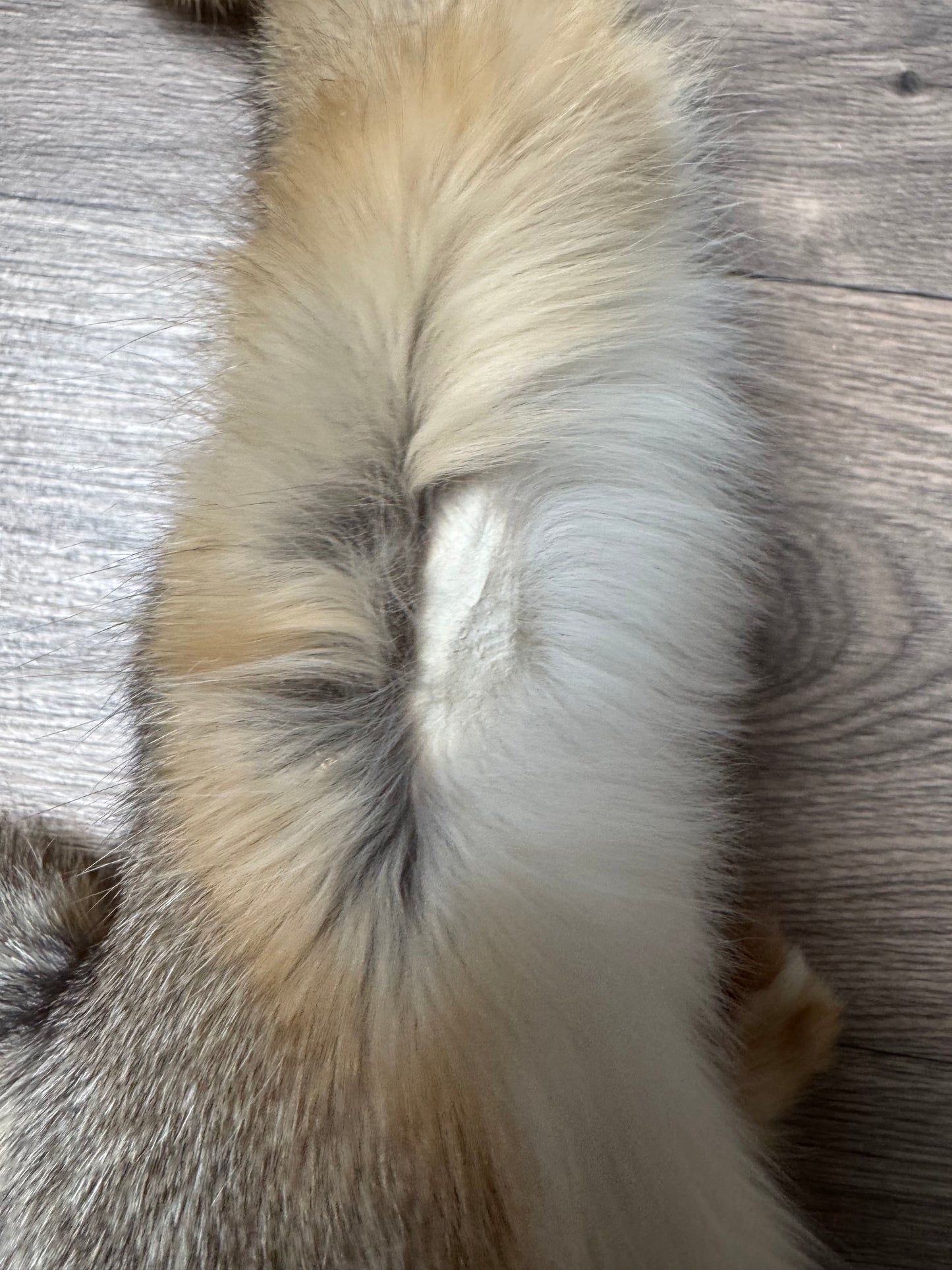 Swift fox pelt (5)