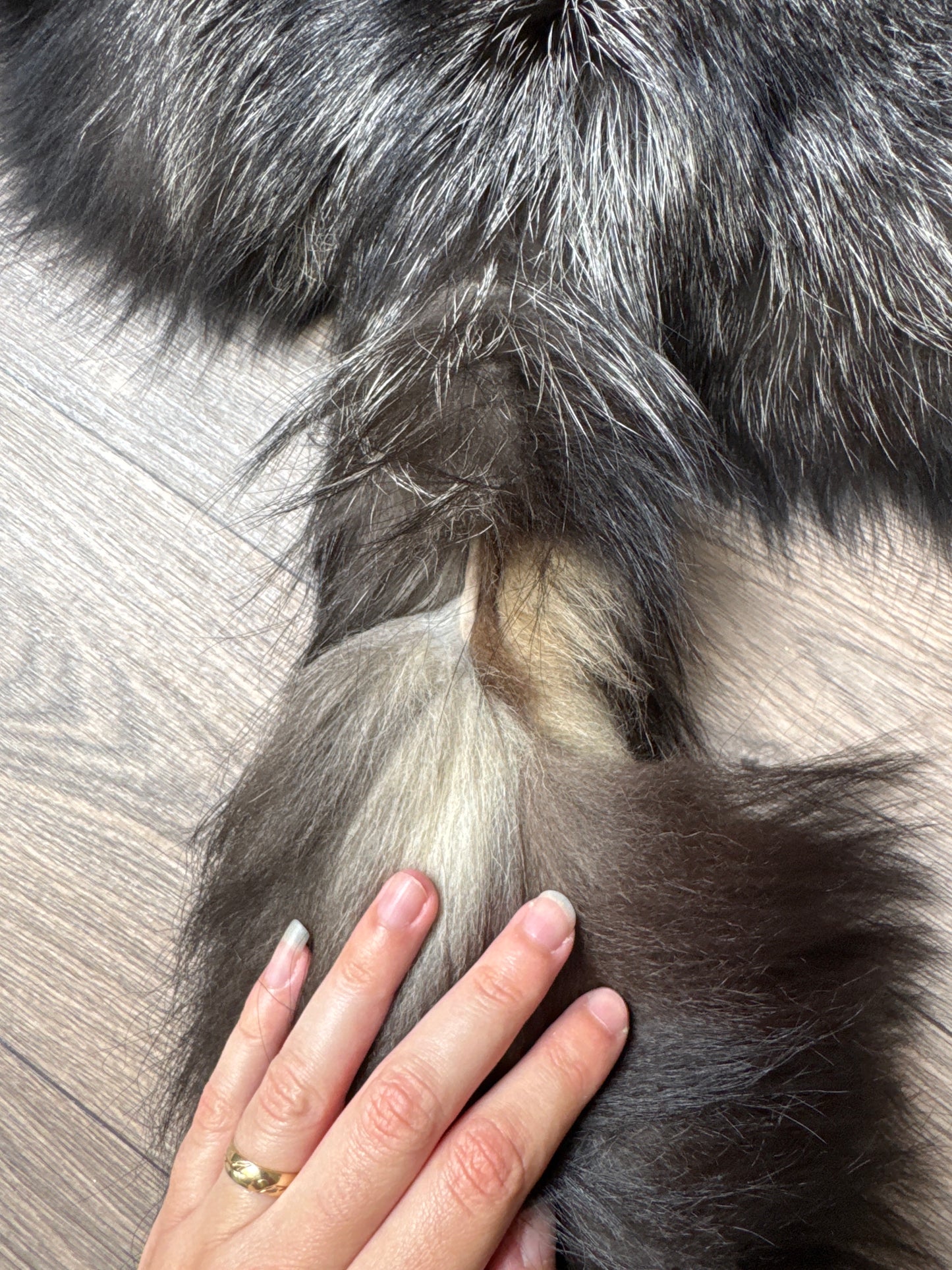 Silver fox pelt (16)