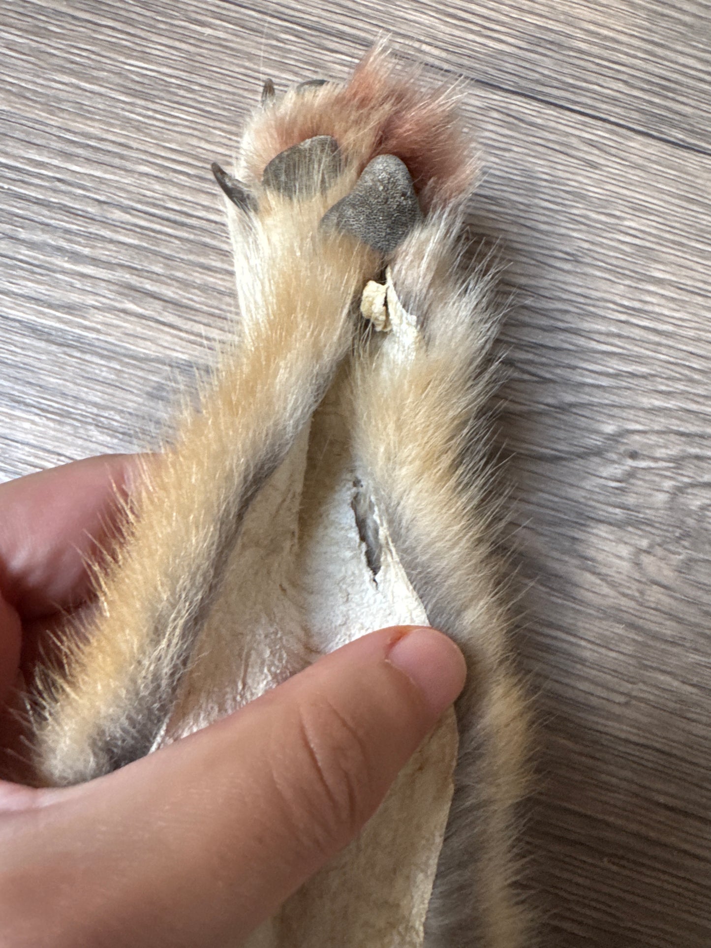 Male coyote mountable pelt (1)