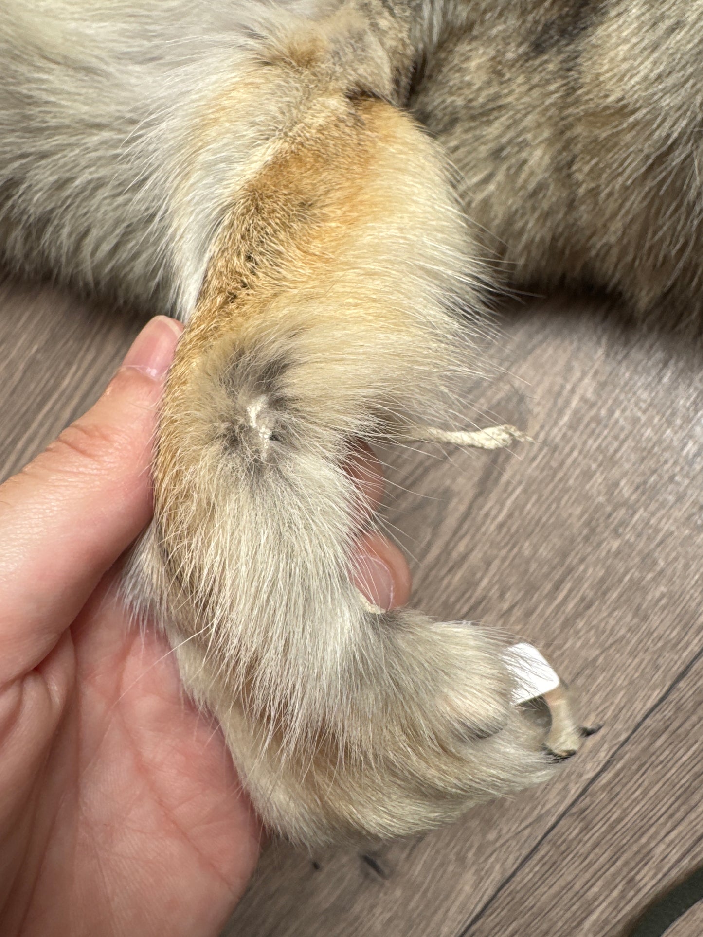 Female coyote mountable pelt (8)