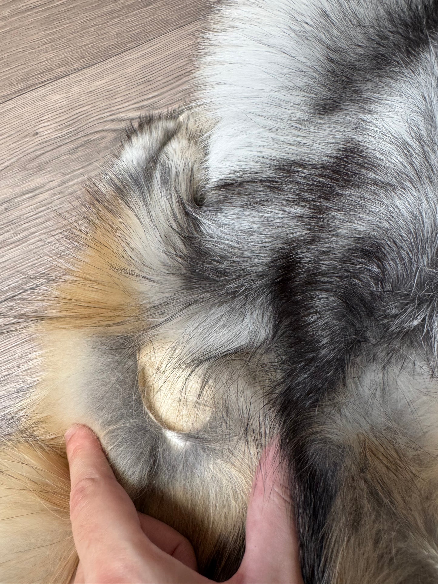 Smokey fox pelt (11)