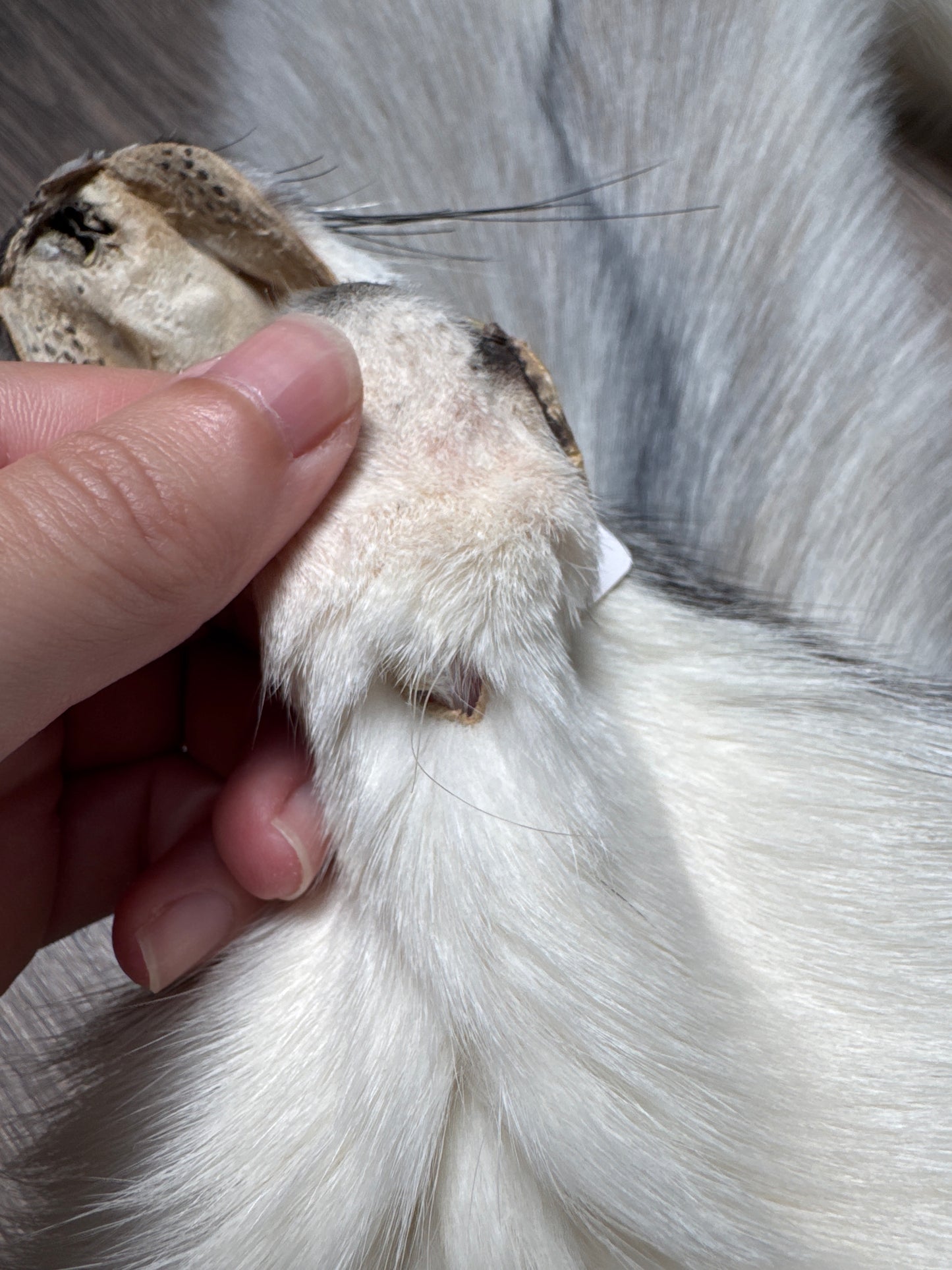 Cross Marble fox pelt (14)