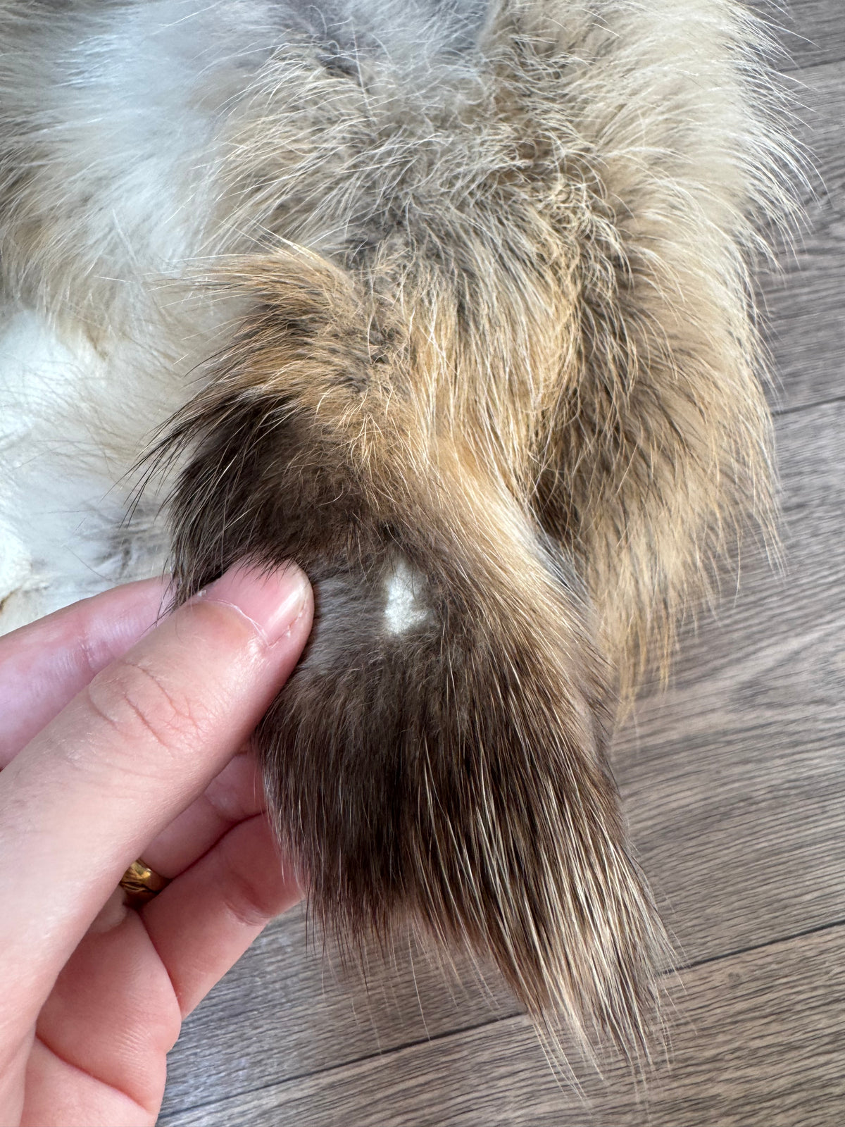 Arctic tanuki pelt (10)