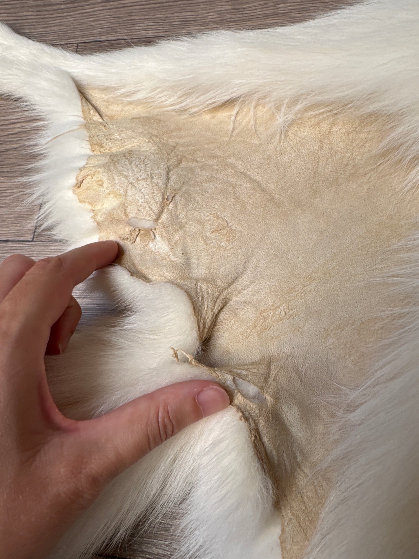 Sun Glow fox pelt (28)