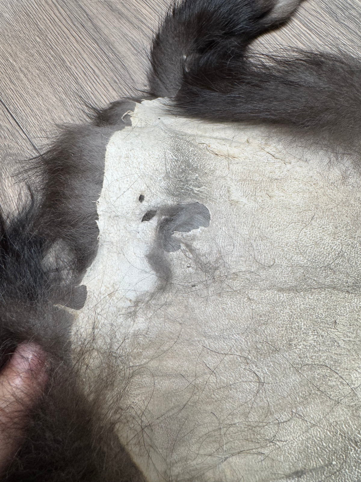 Silver fox pelt (13)
