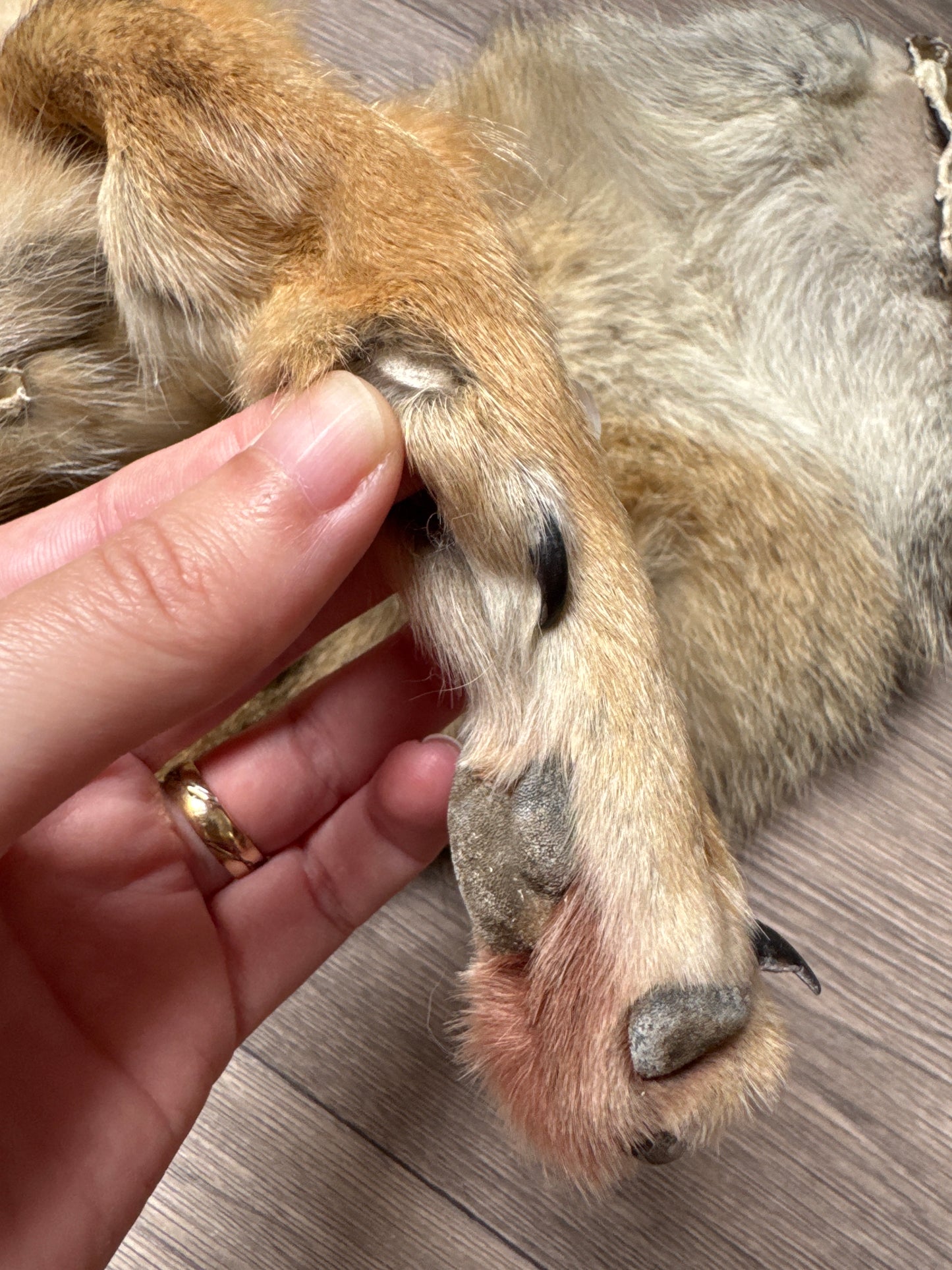 Male coyote mountable pelt (1)