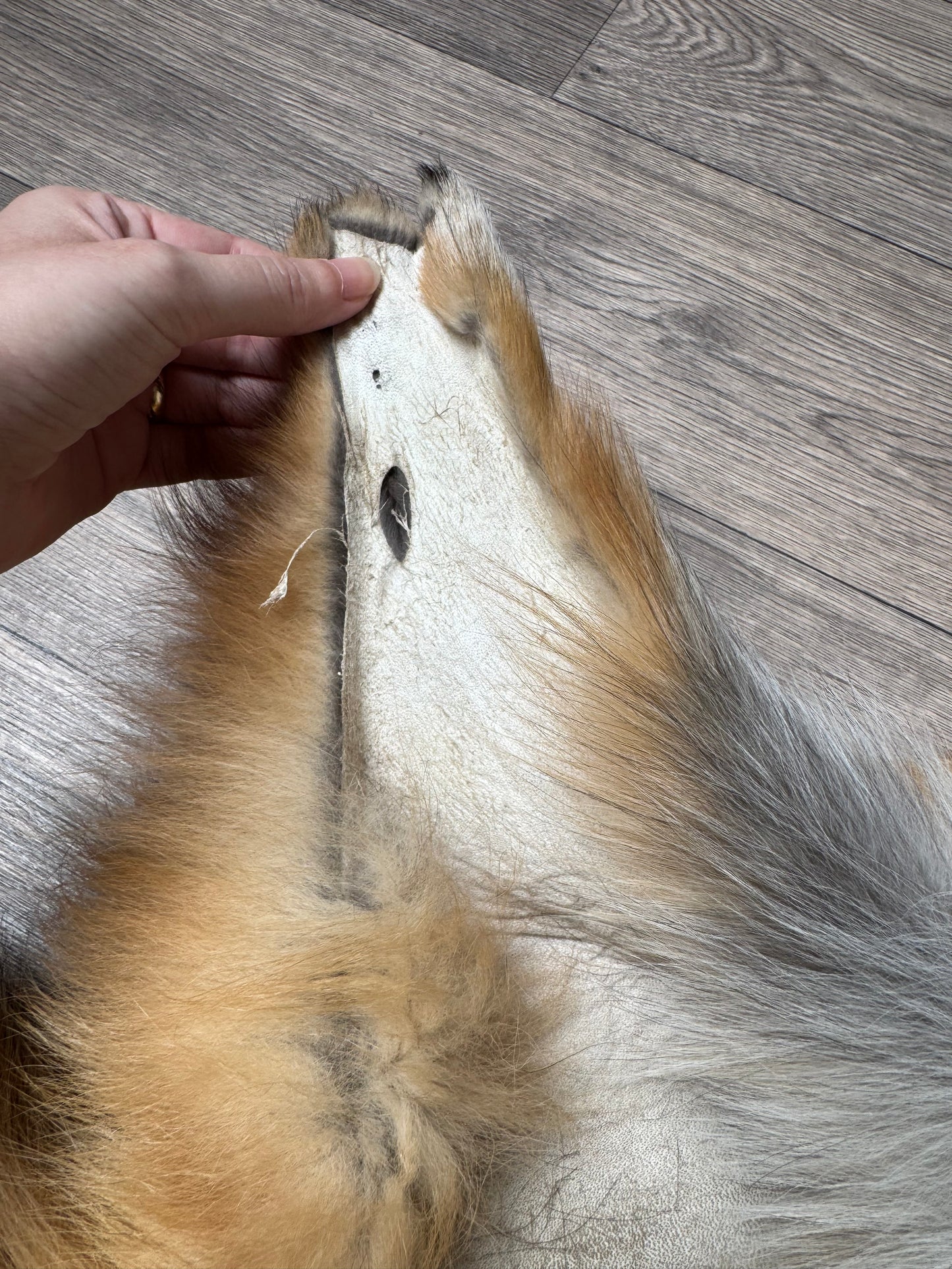 Gold fox pelt (30)