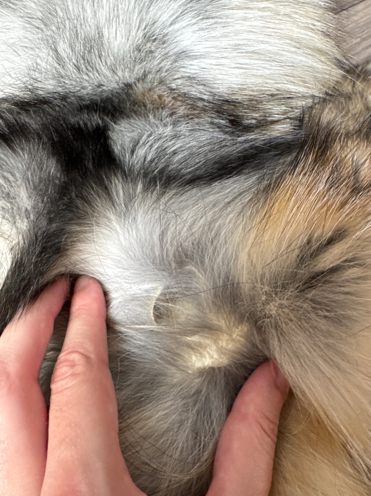 Smokey fox pelt (14)