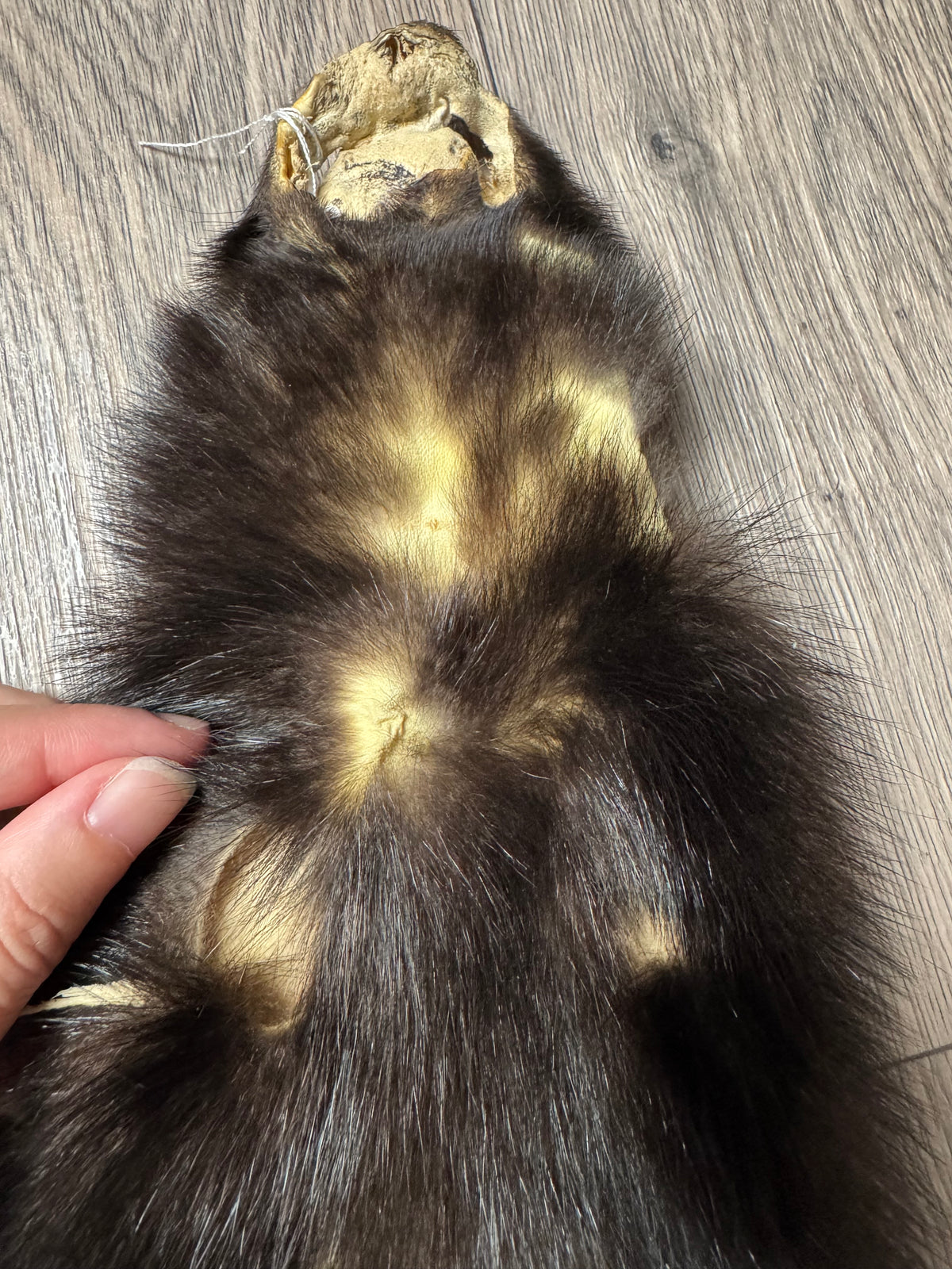 Skunk pelt (4)