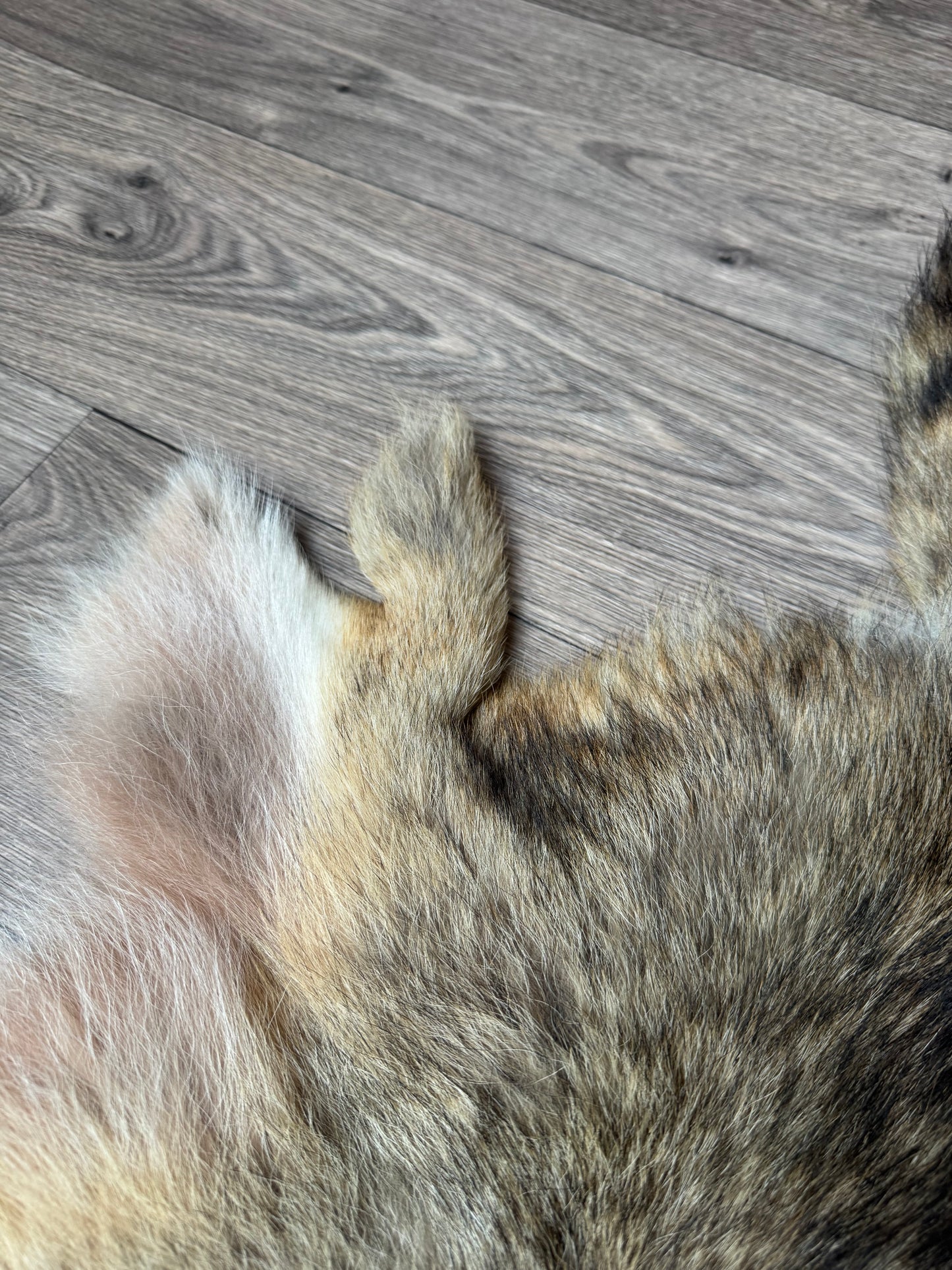 Coyote pelt (14)