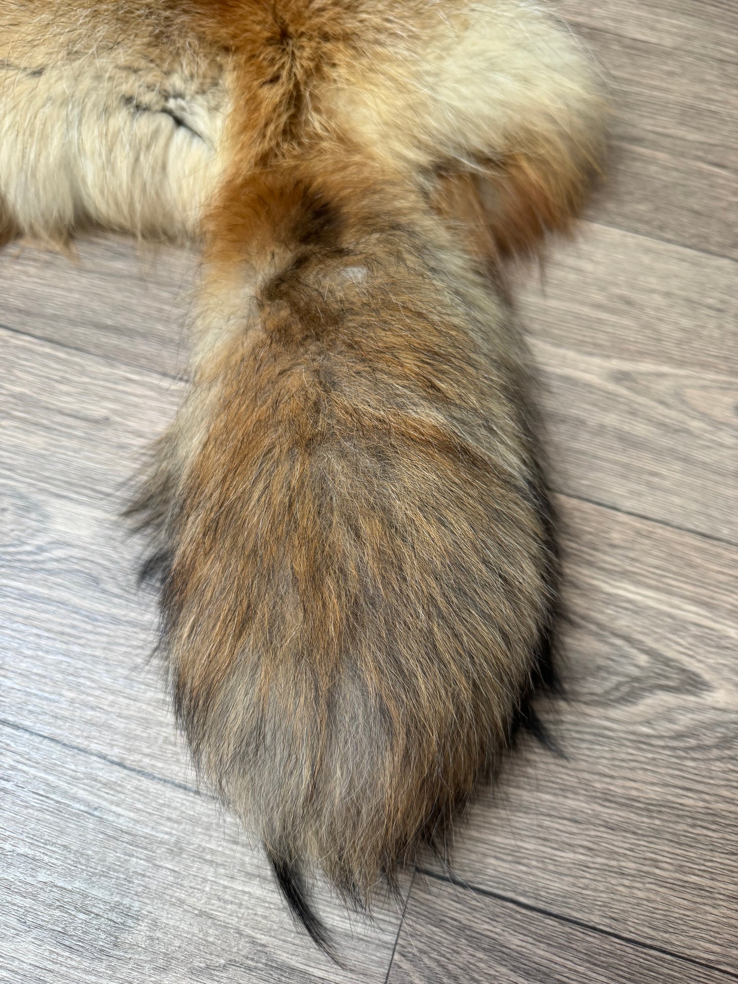Gold Ringneck fox pelt (3)
