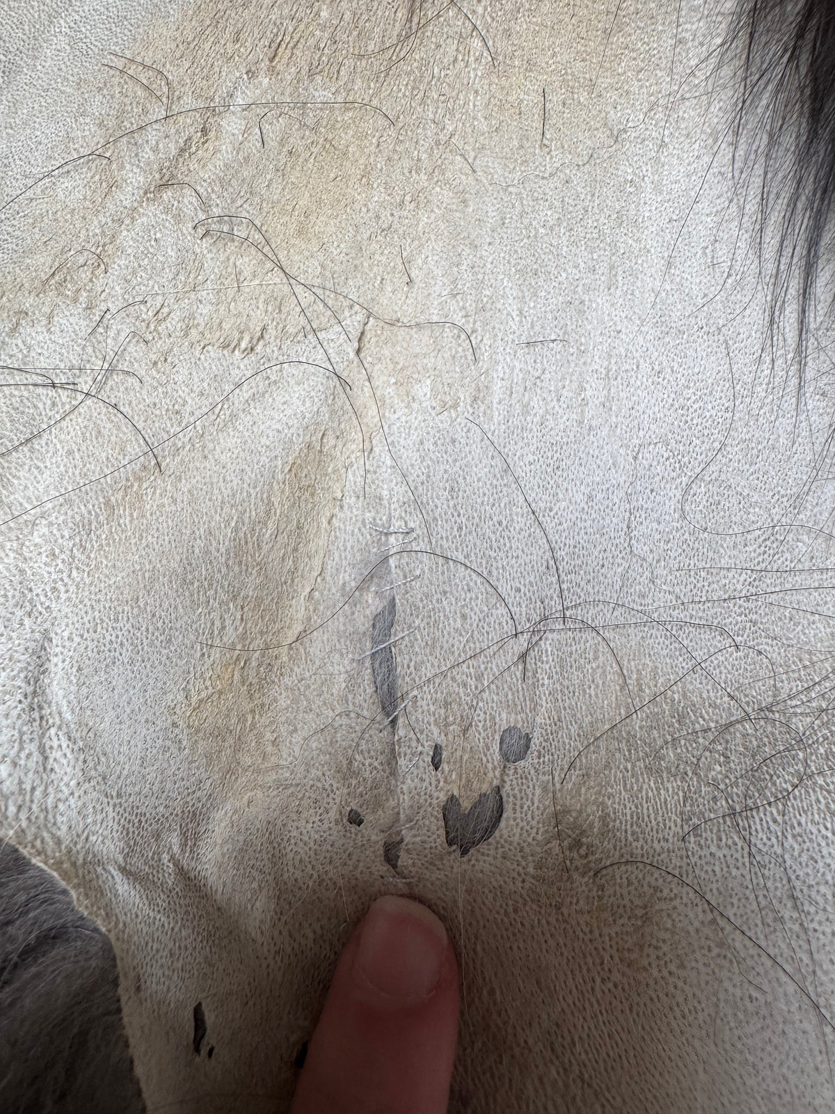 Silver fox pelt (2)