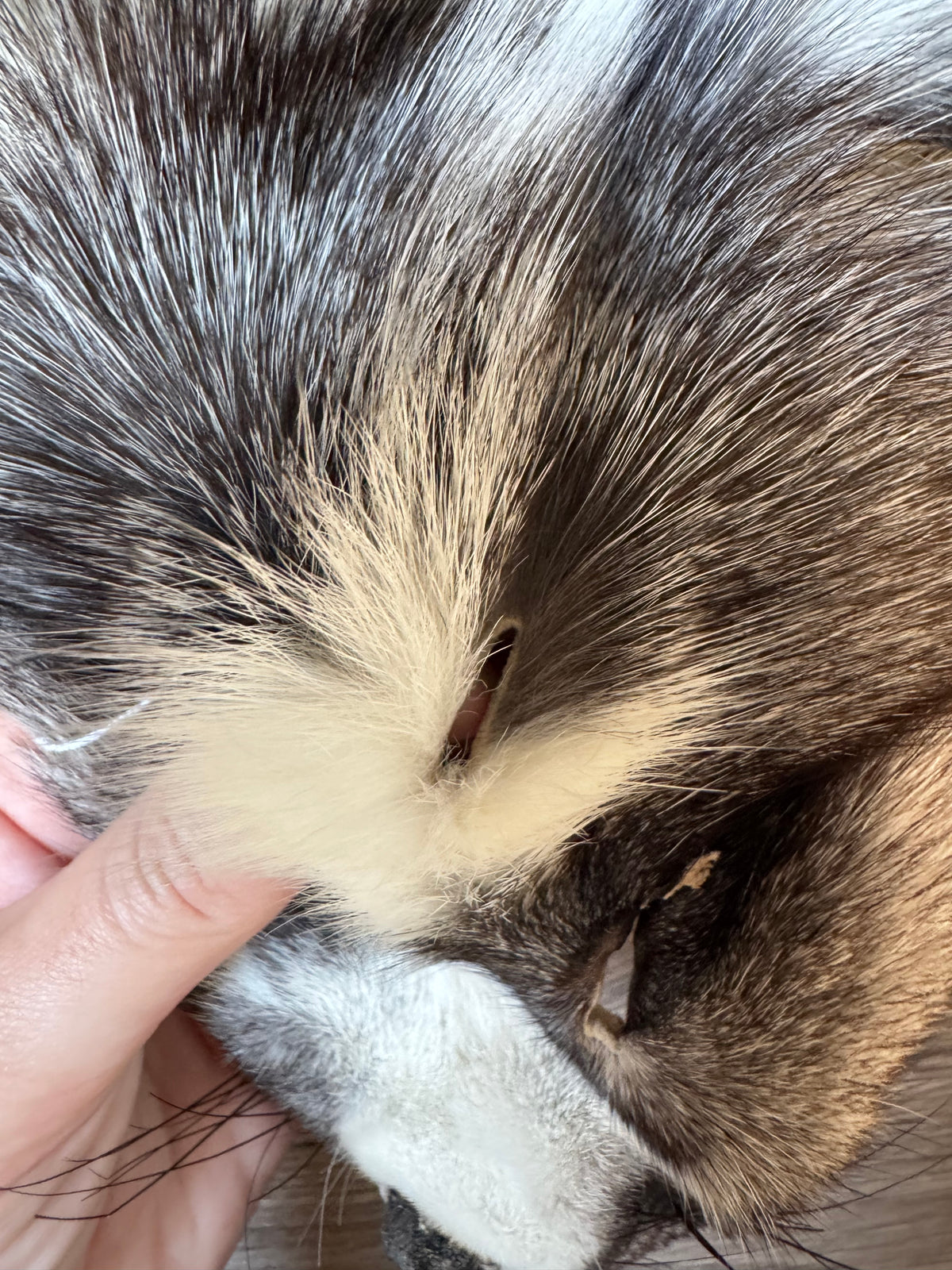 Marble Frost fox pelt (3)