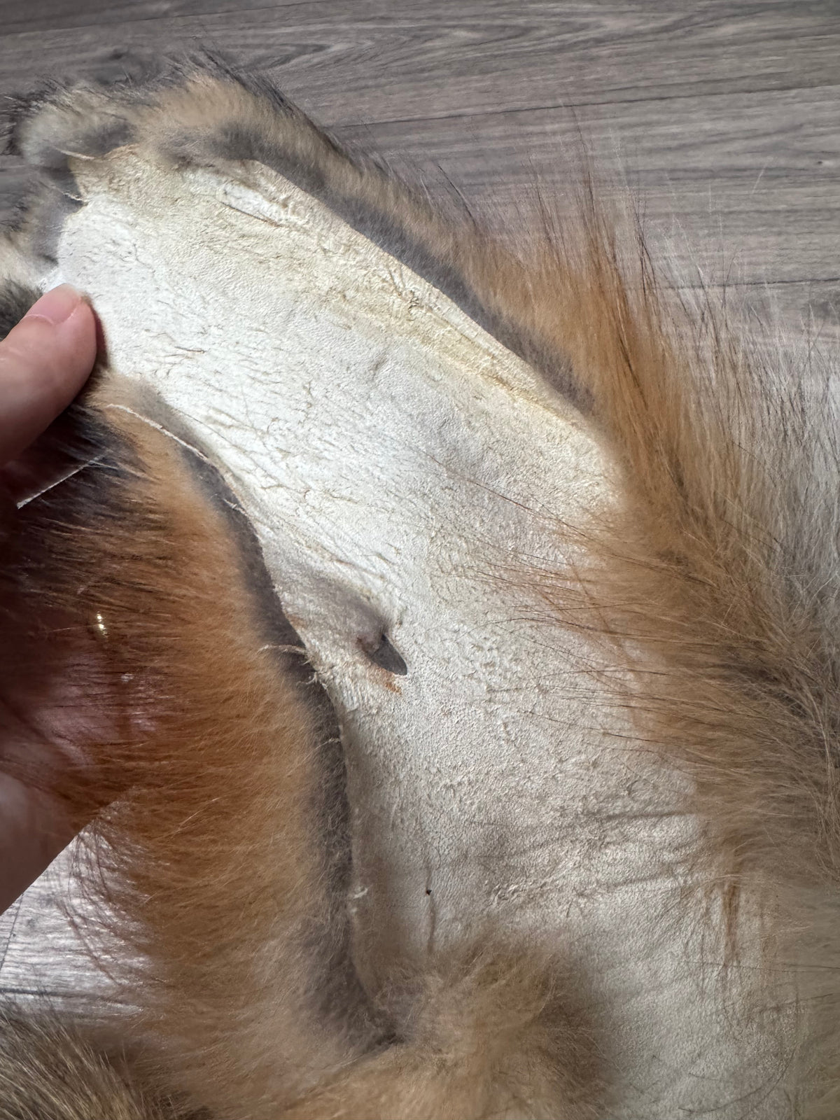 Gold fox pelt (35)