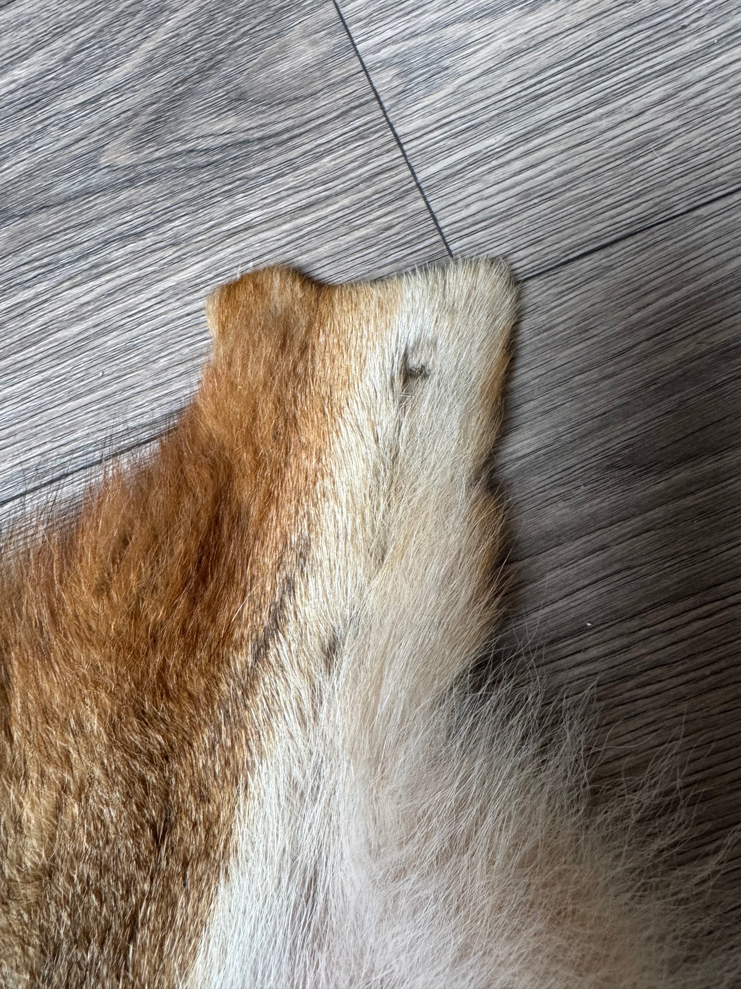 Coyote pelt (11)
