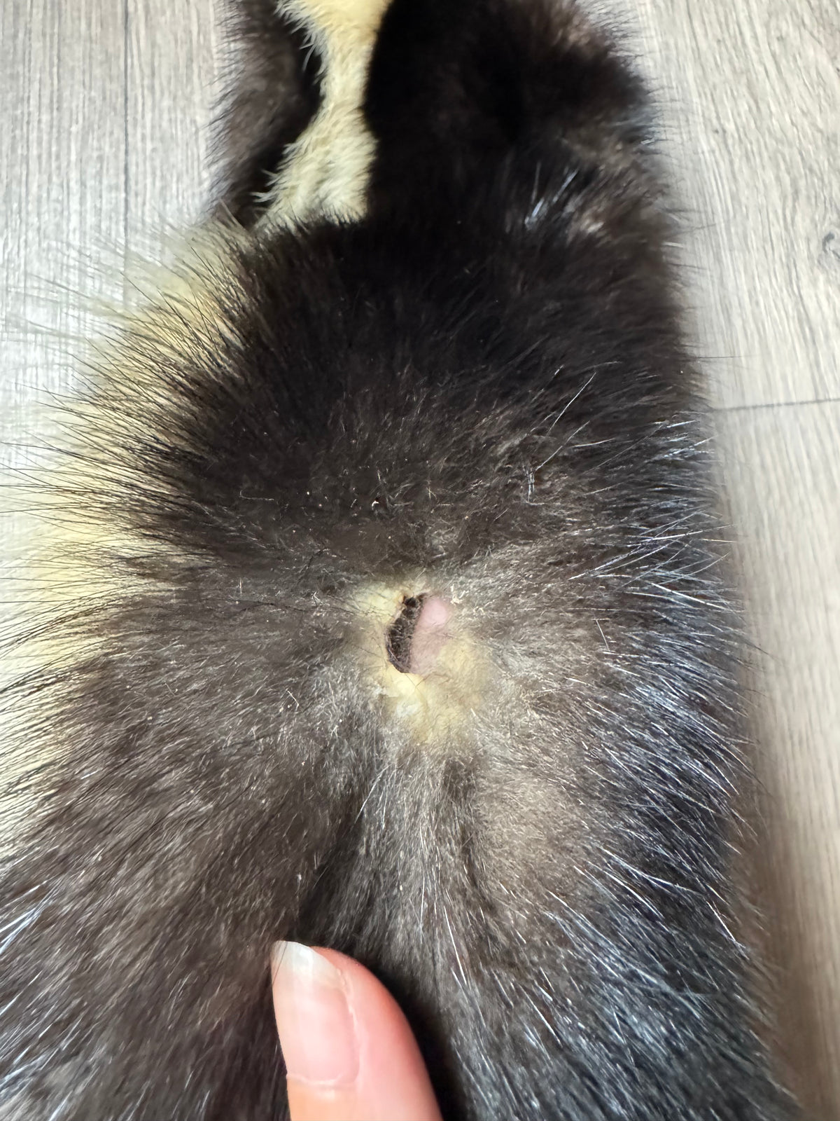 Skunk pelt (10)