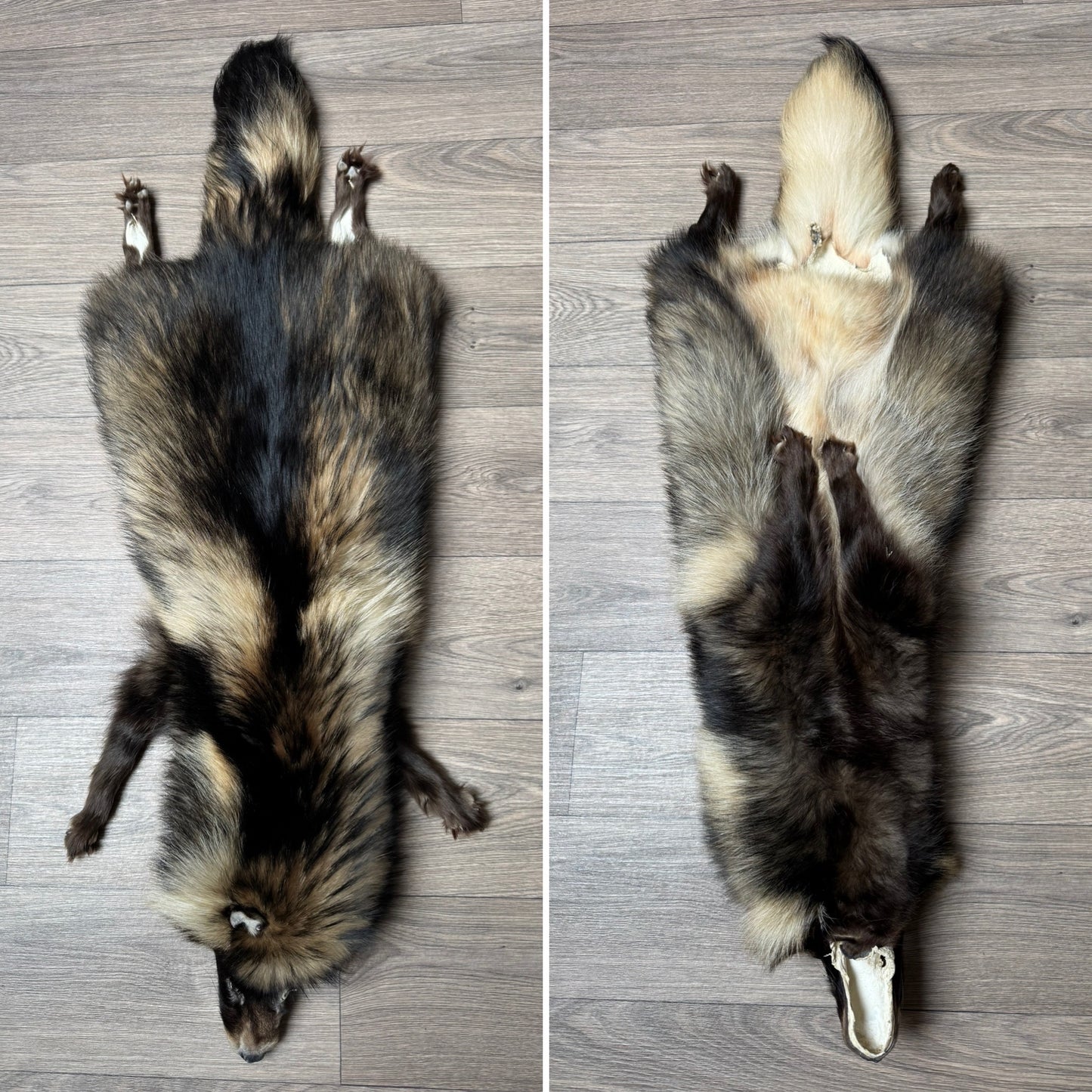 Male tanuki mountable pelt