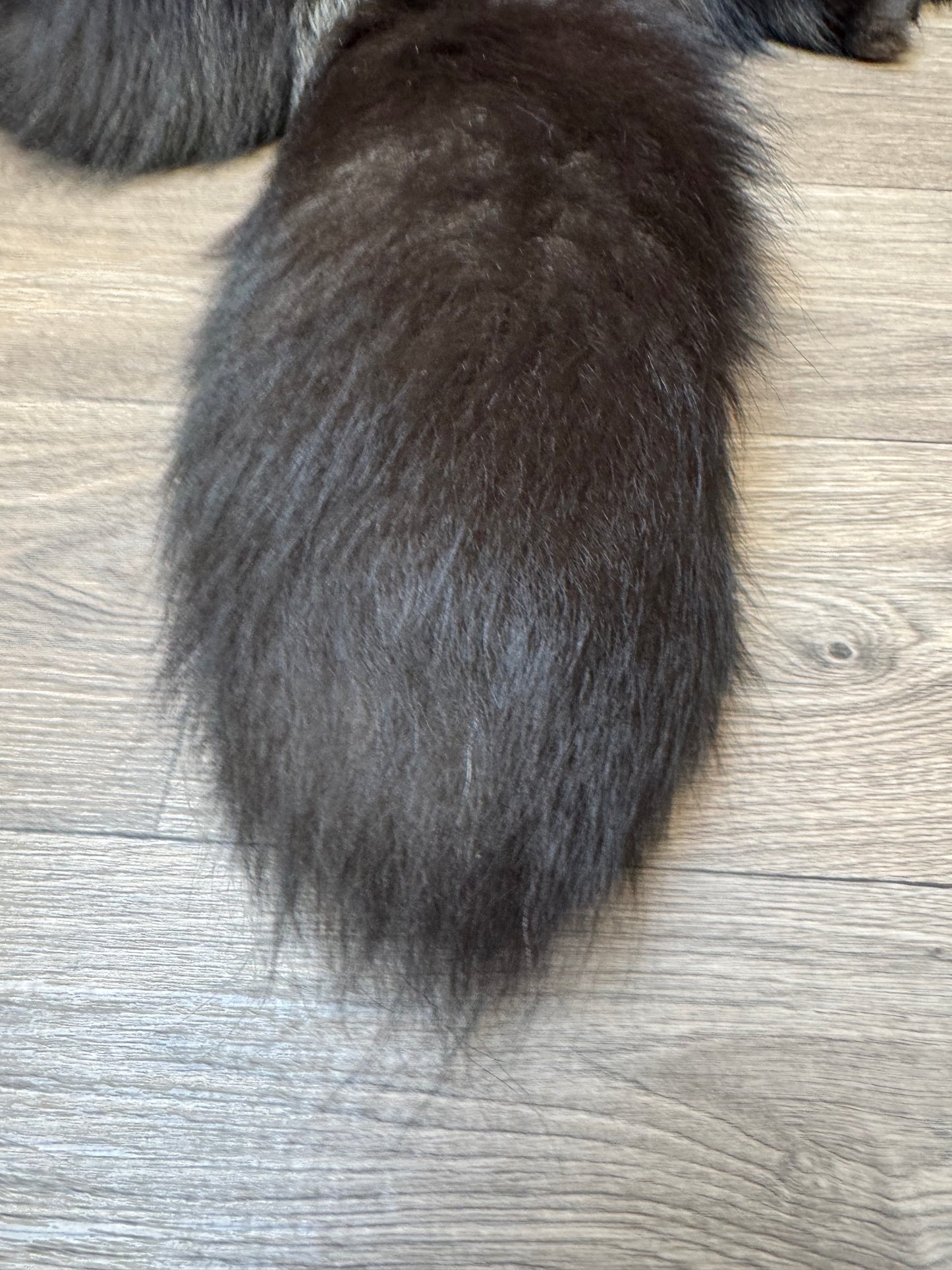Silver fox pelt (12)