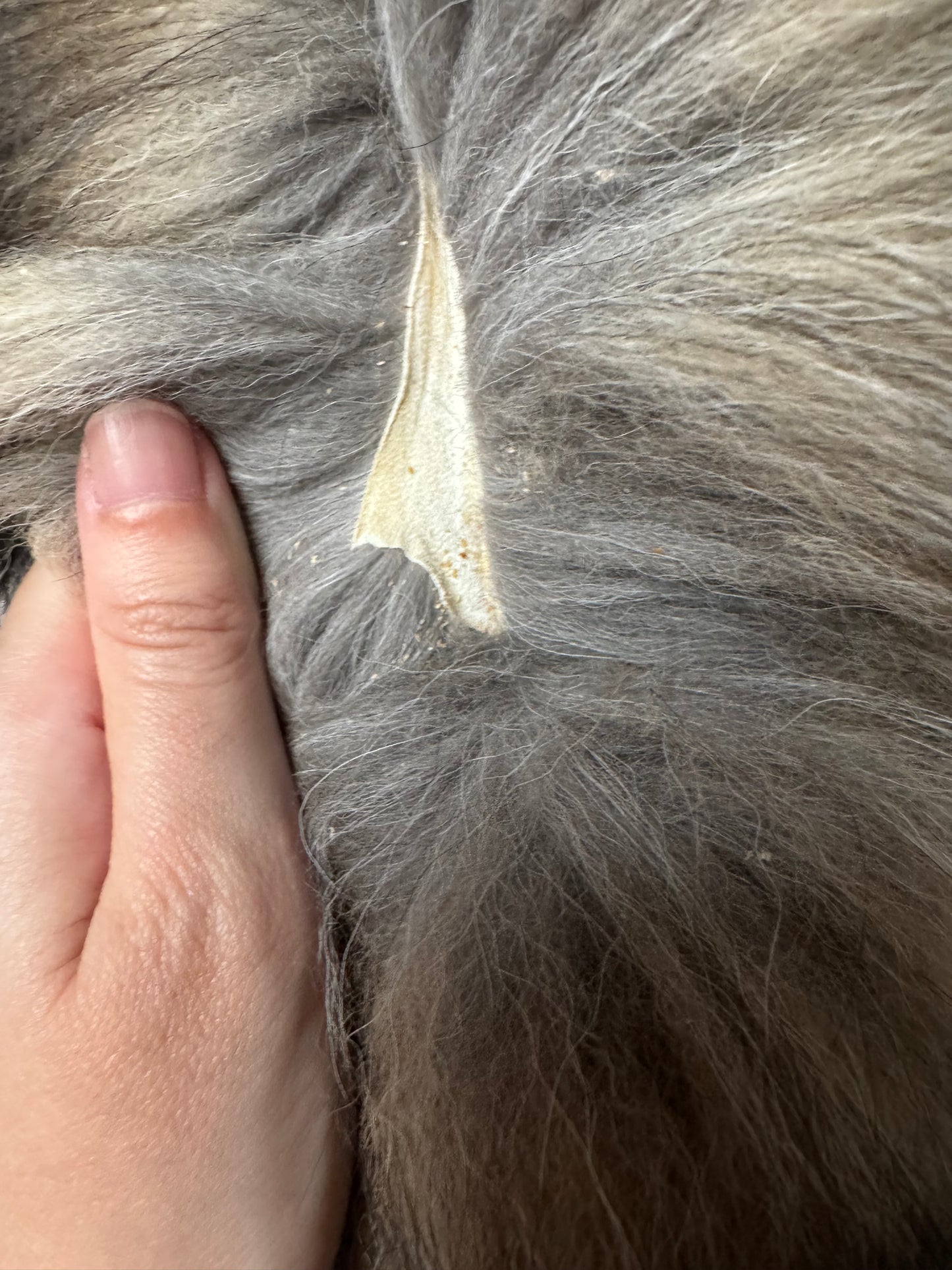 Smokey fox pelt (3)
