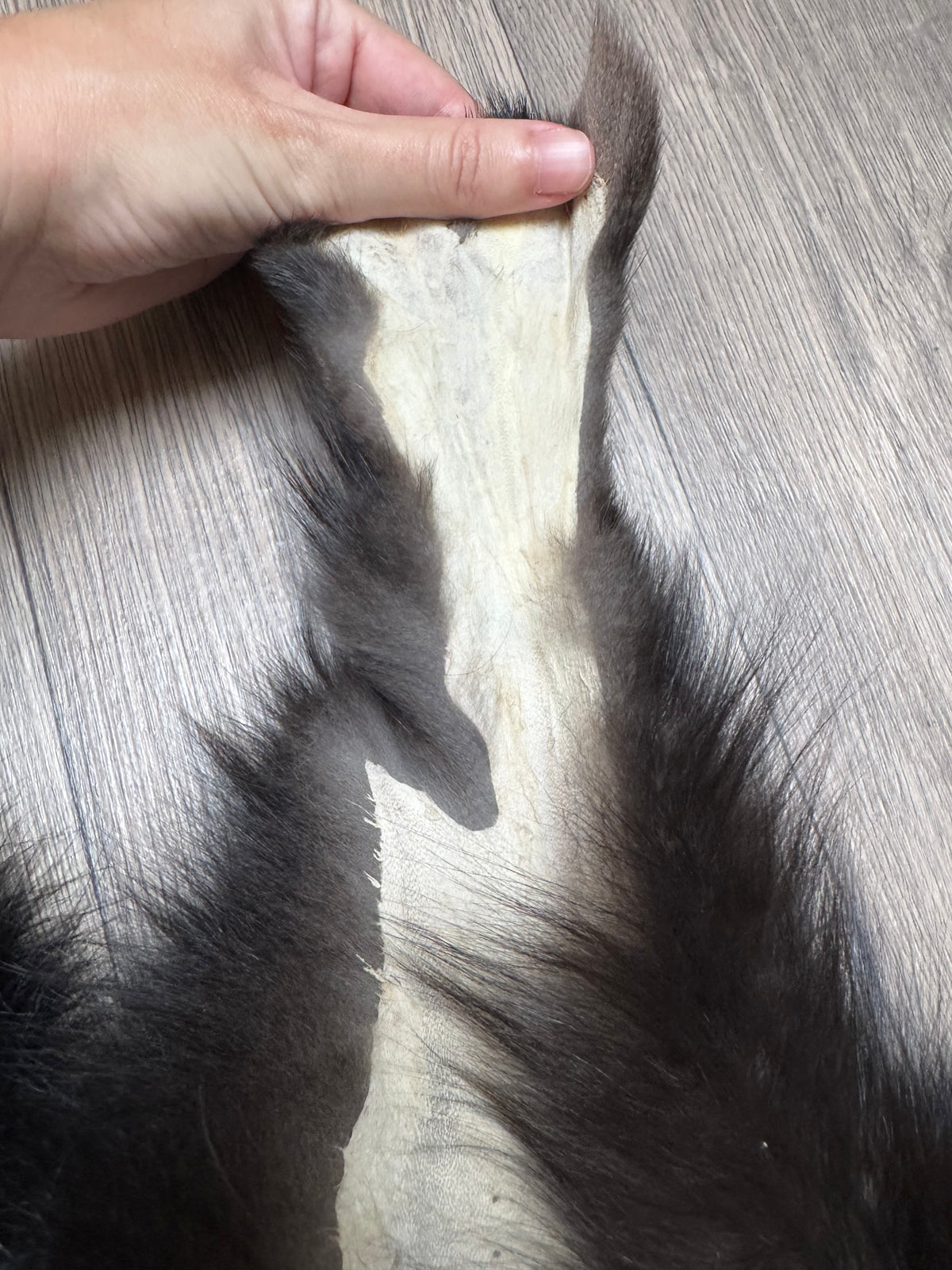 Silver fox pelt (5)