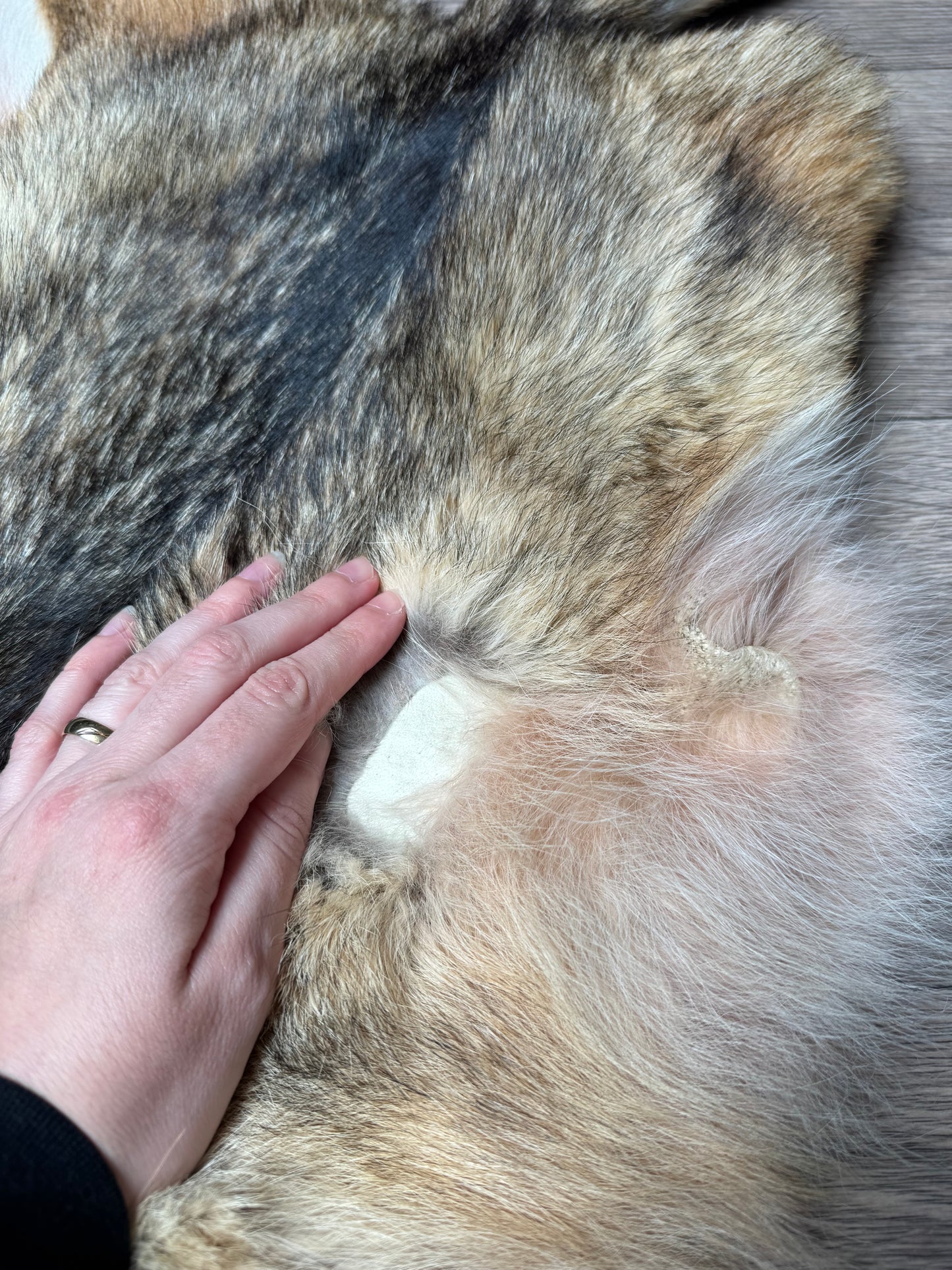 Coyote pelt (7)
