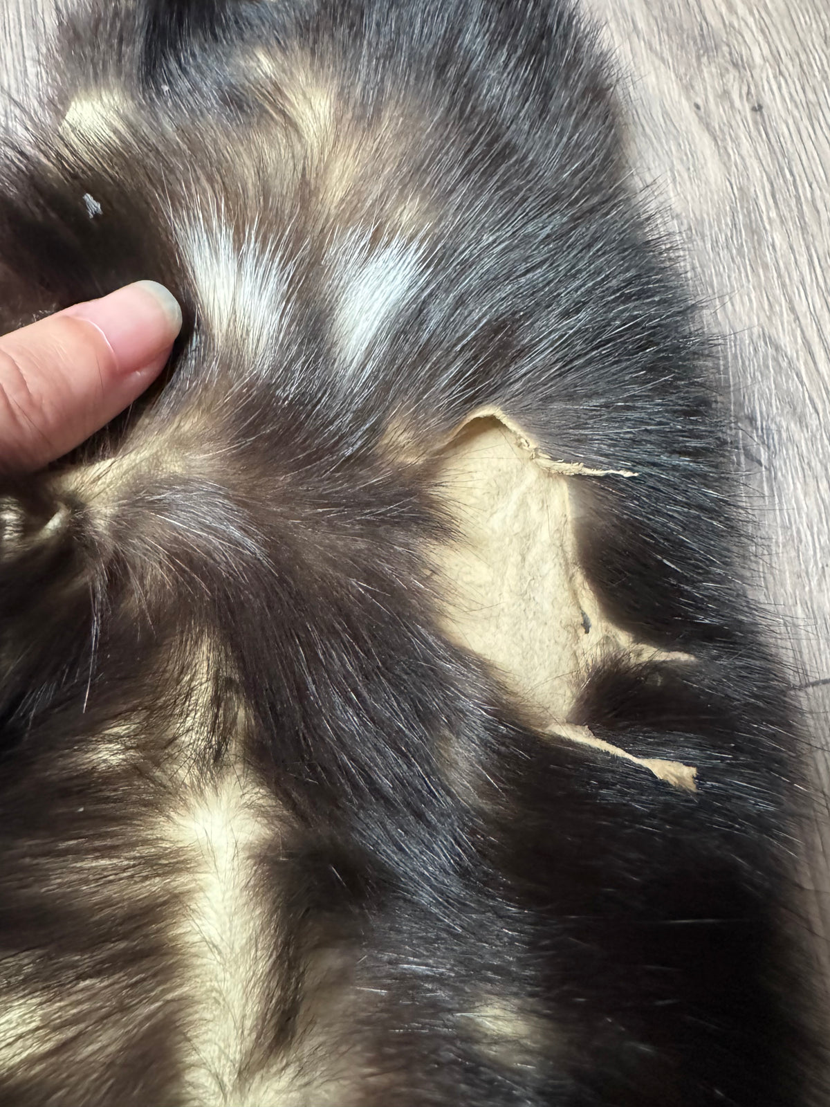 Skunk pelt (3)