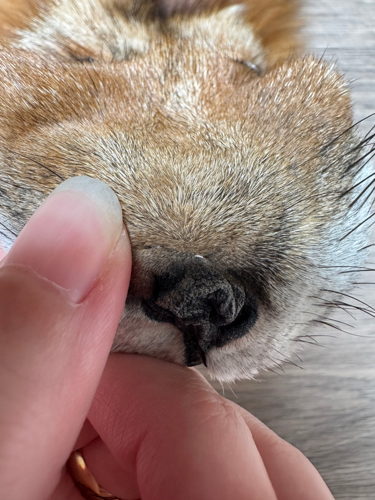 Gold fox pelt (45)