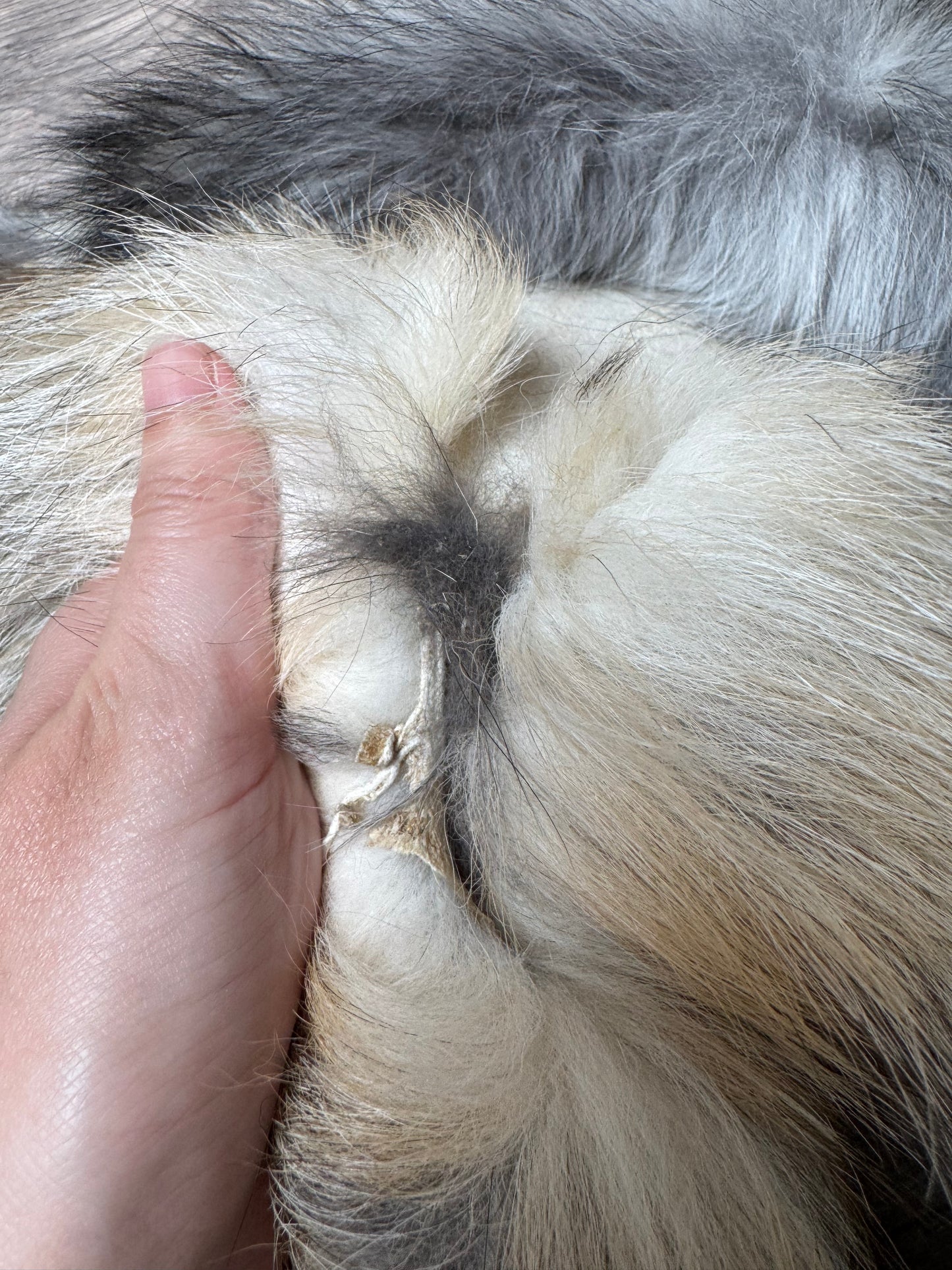 Smokey fox pelt (5)