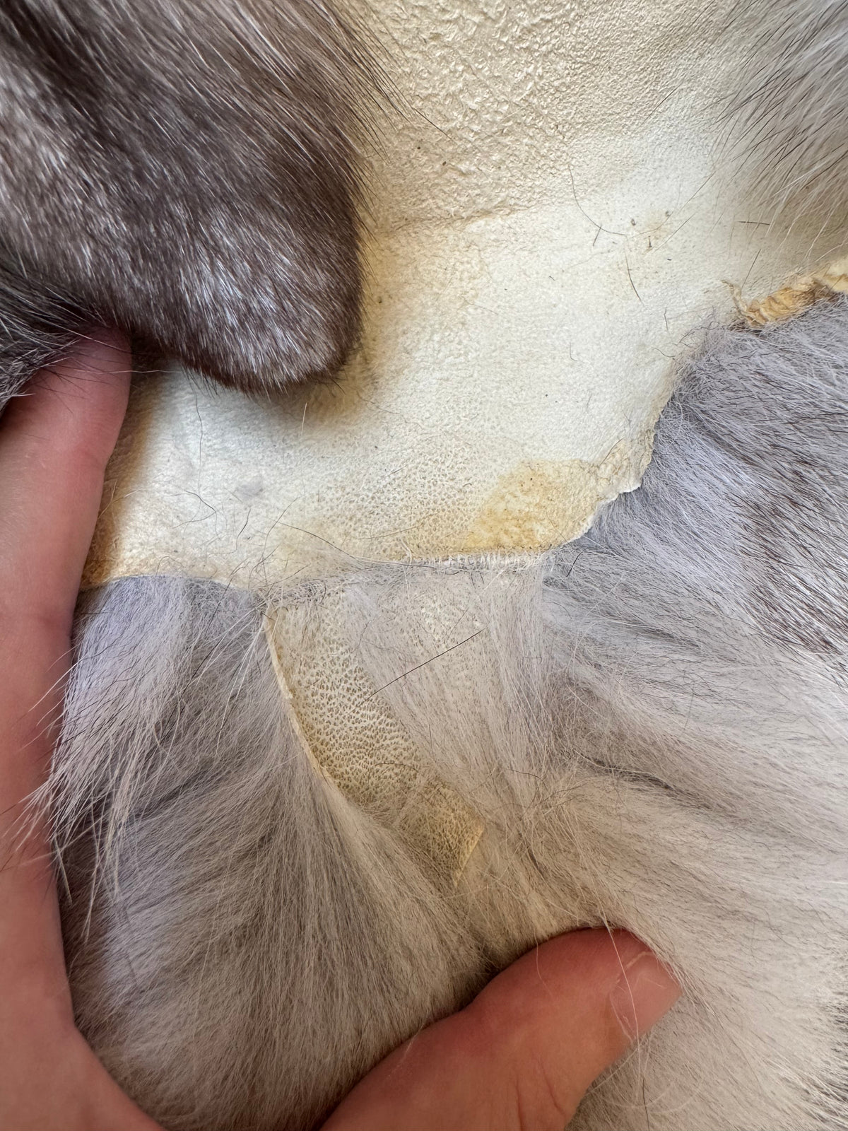 Blue fox pelt (3)