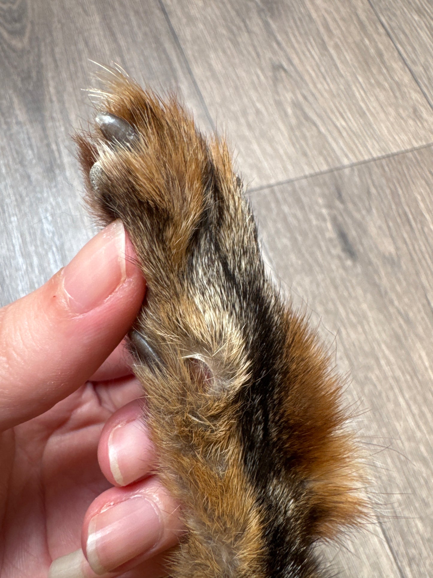 Male grey fox mountable pelt (2)