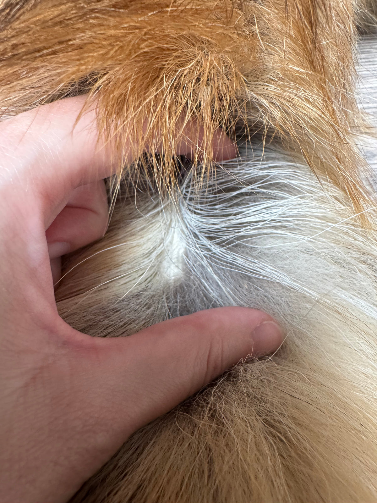 Arctic tanuki pelt (7)