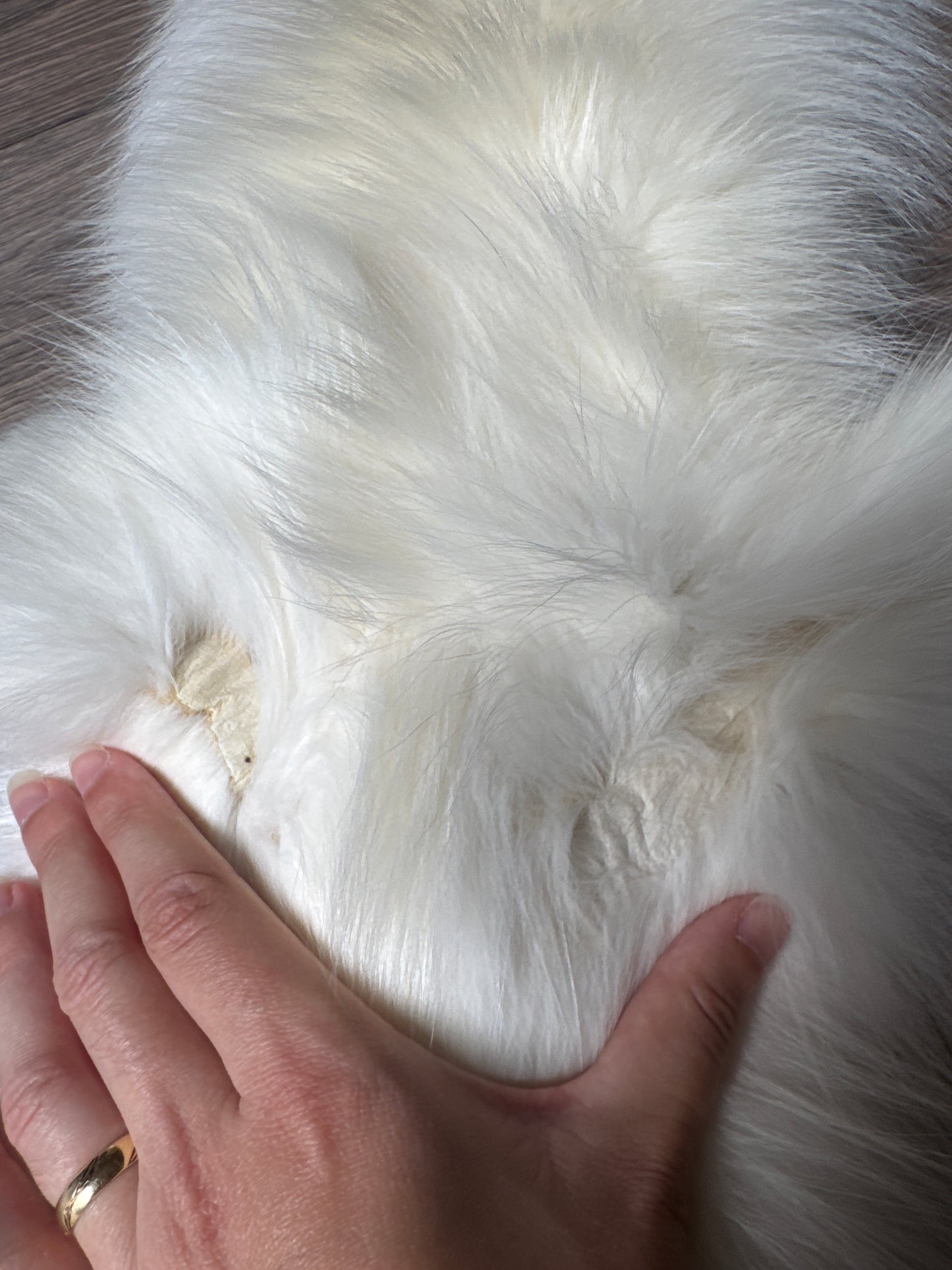 Sun Glow fox pelt (11)