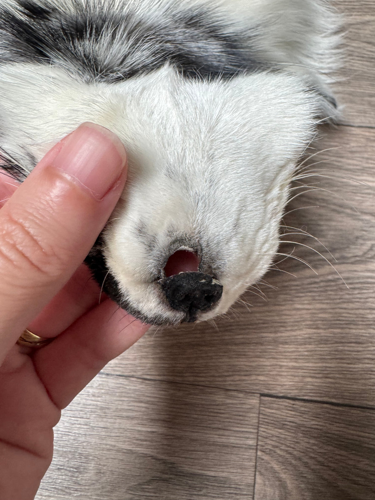 Arctic Marble fox pelt (17)