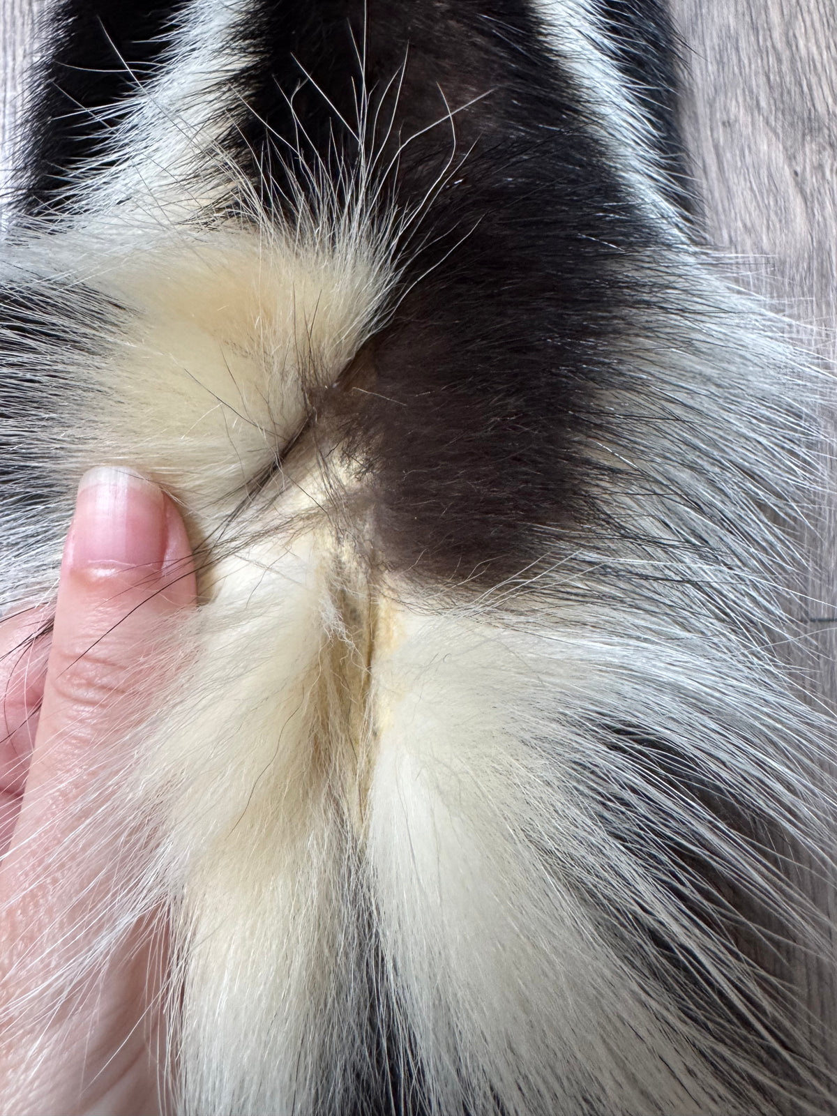 Skunk pelt (13)